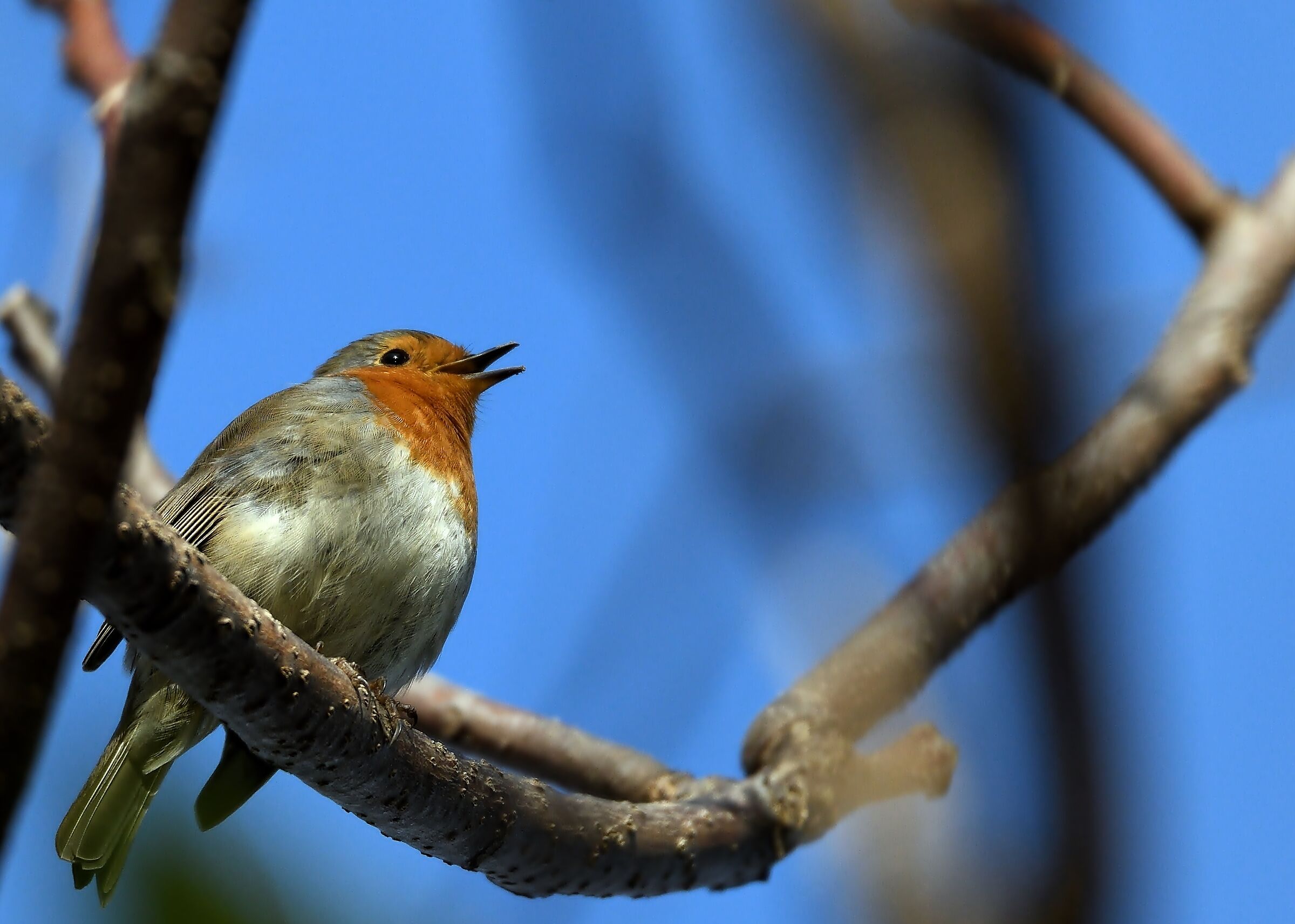 Il canto del pettirosso