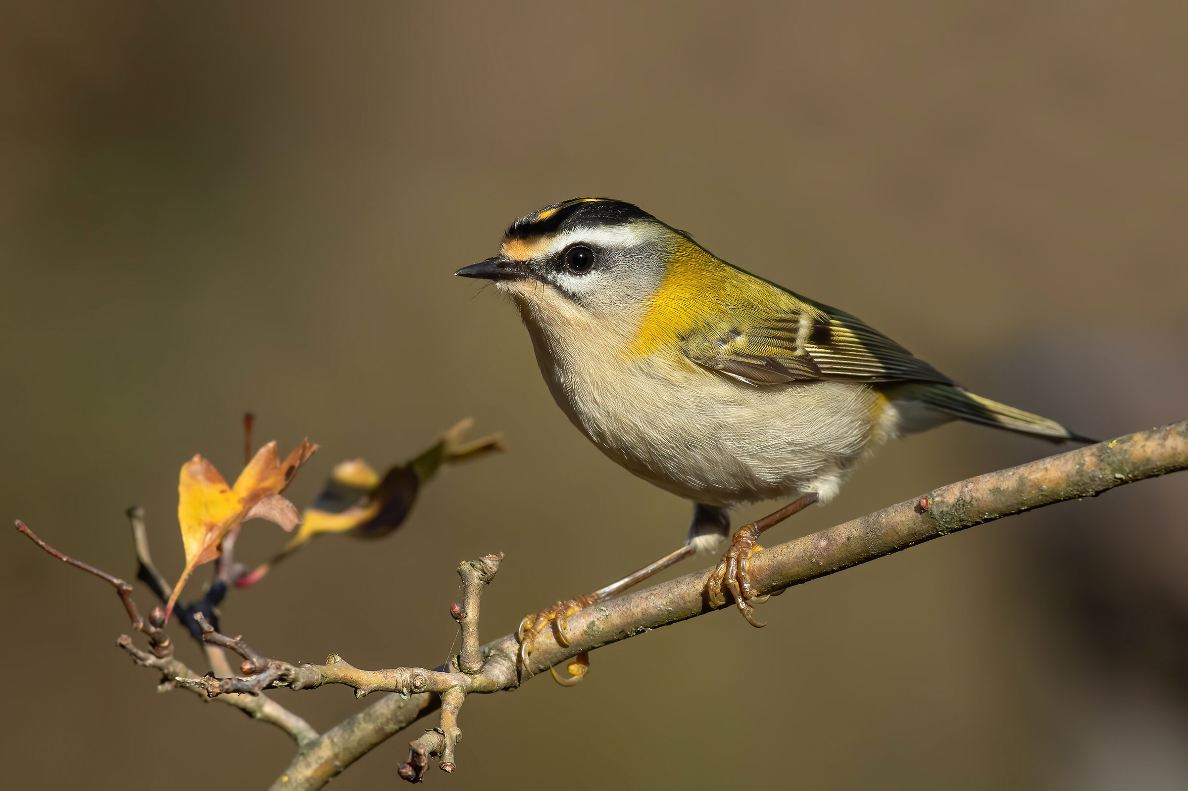 Fiorrancino - Wikipedia