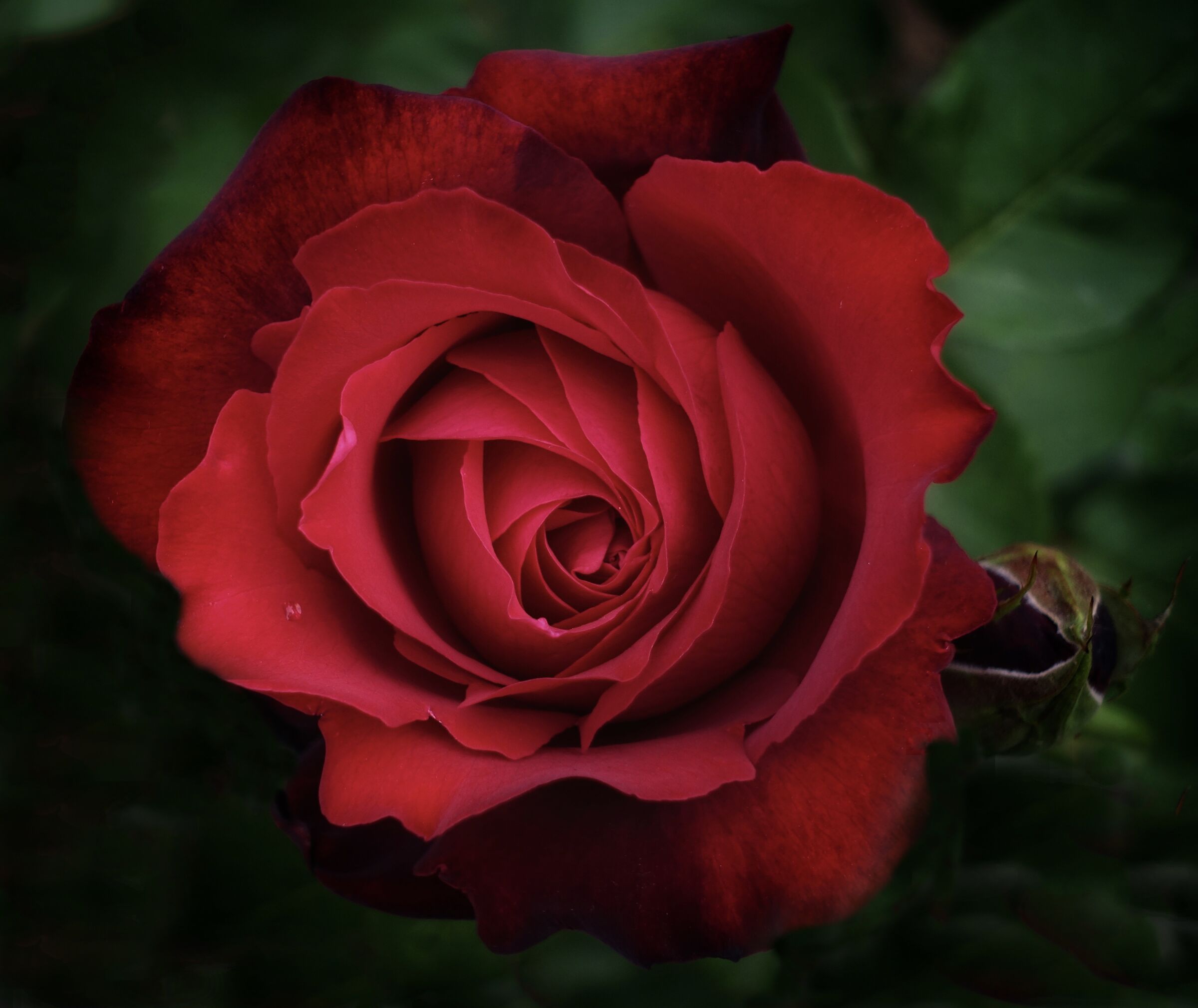 Rosa del mio giardino