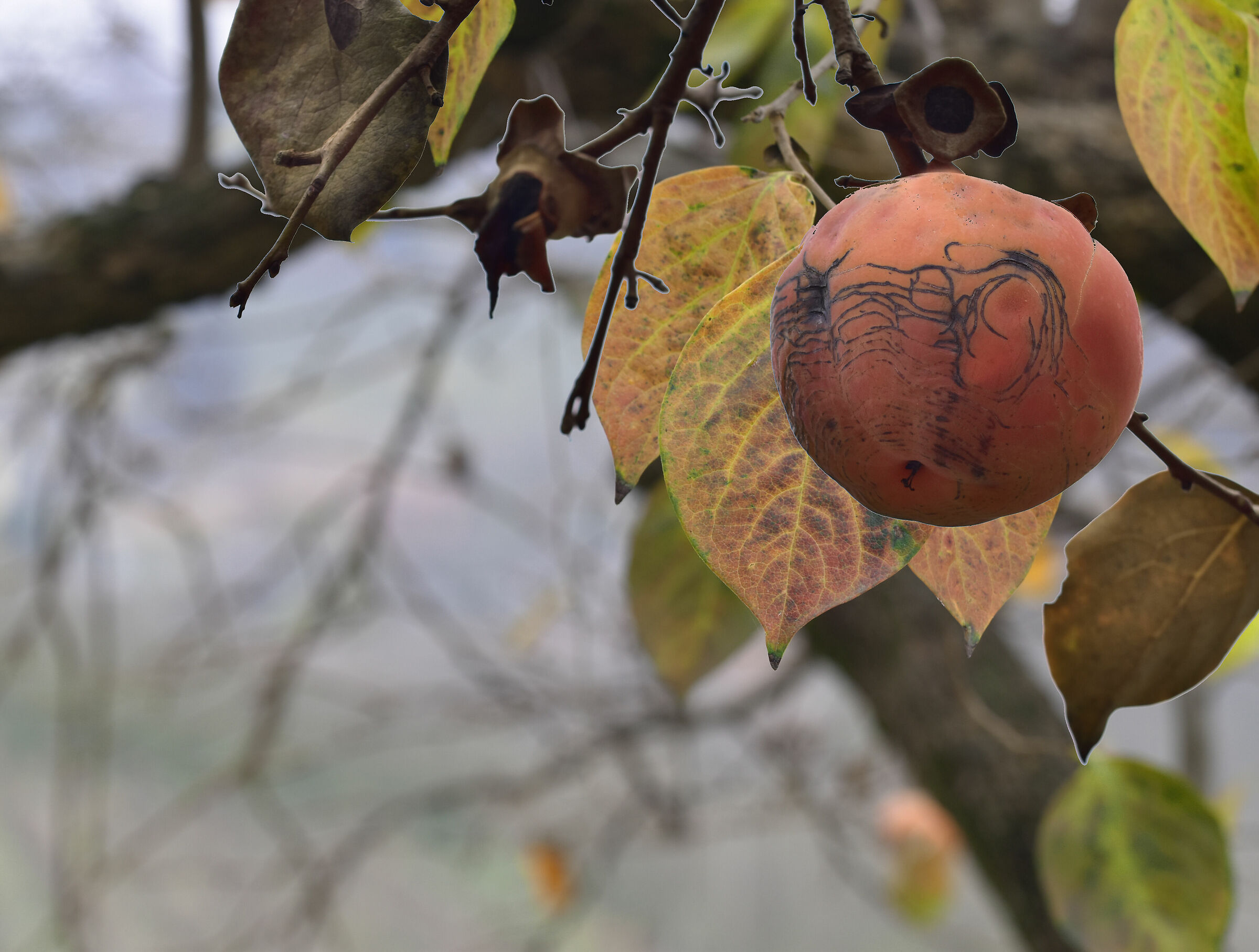 Trilogia dei cachi - 1