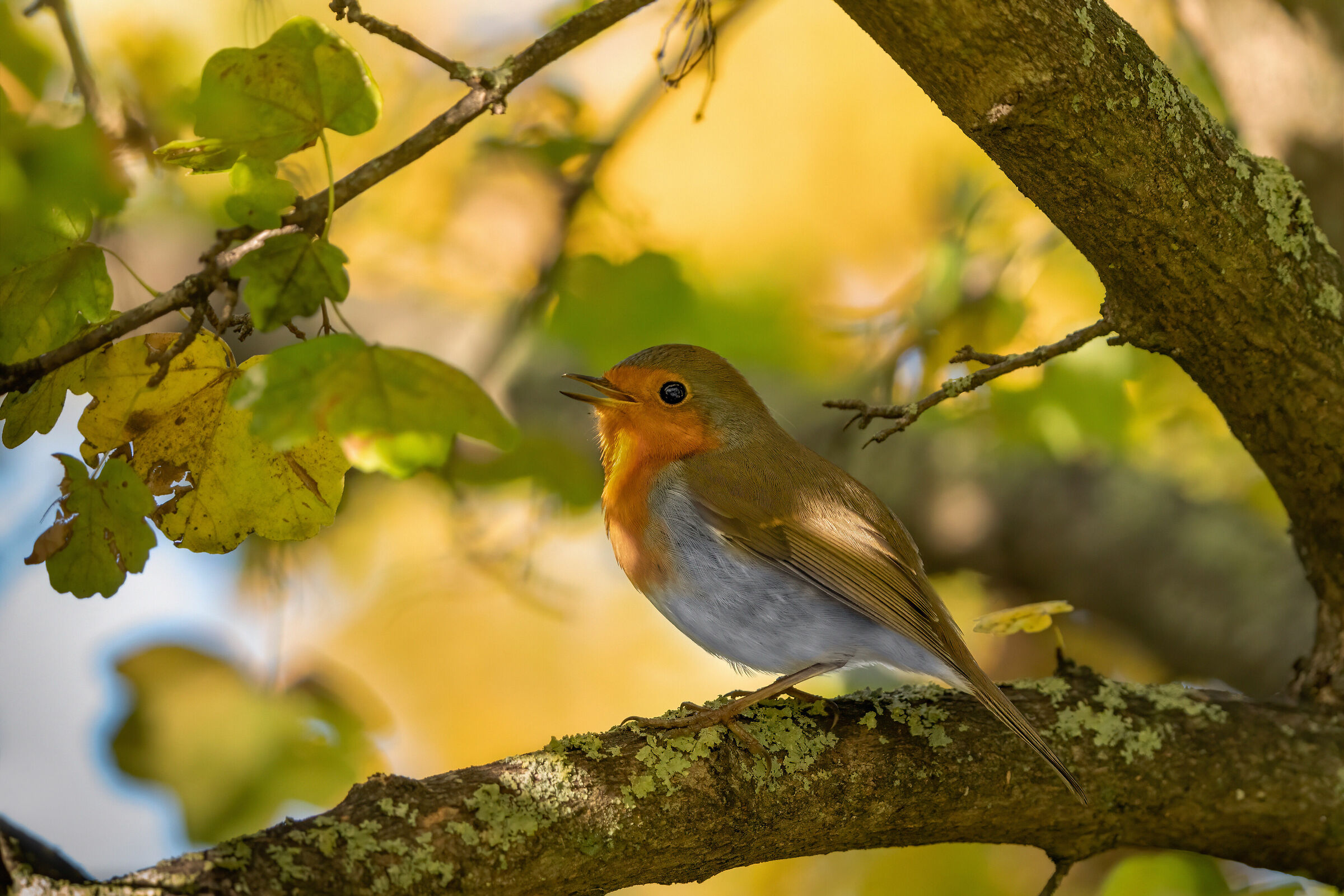 Pettirosso nell'acero autunnale
