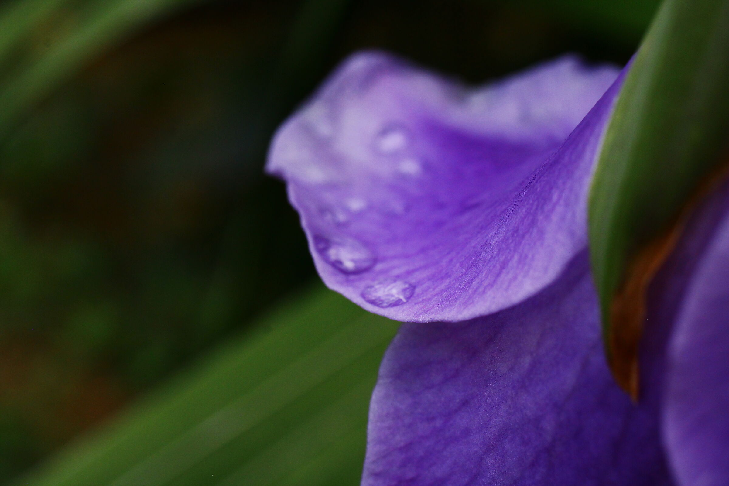 lily