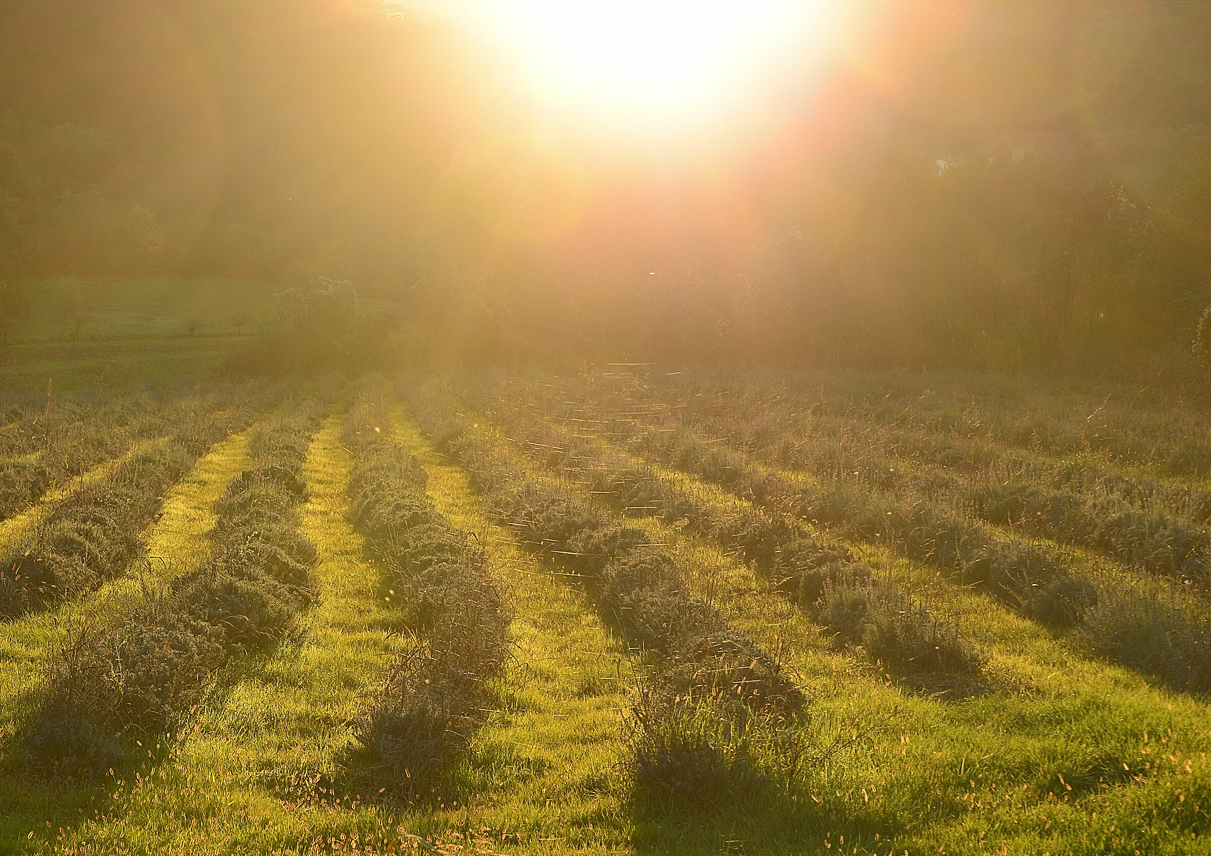 Last sun on lavender cobwebs