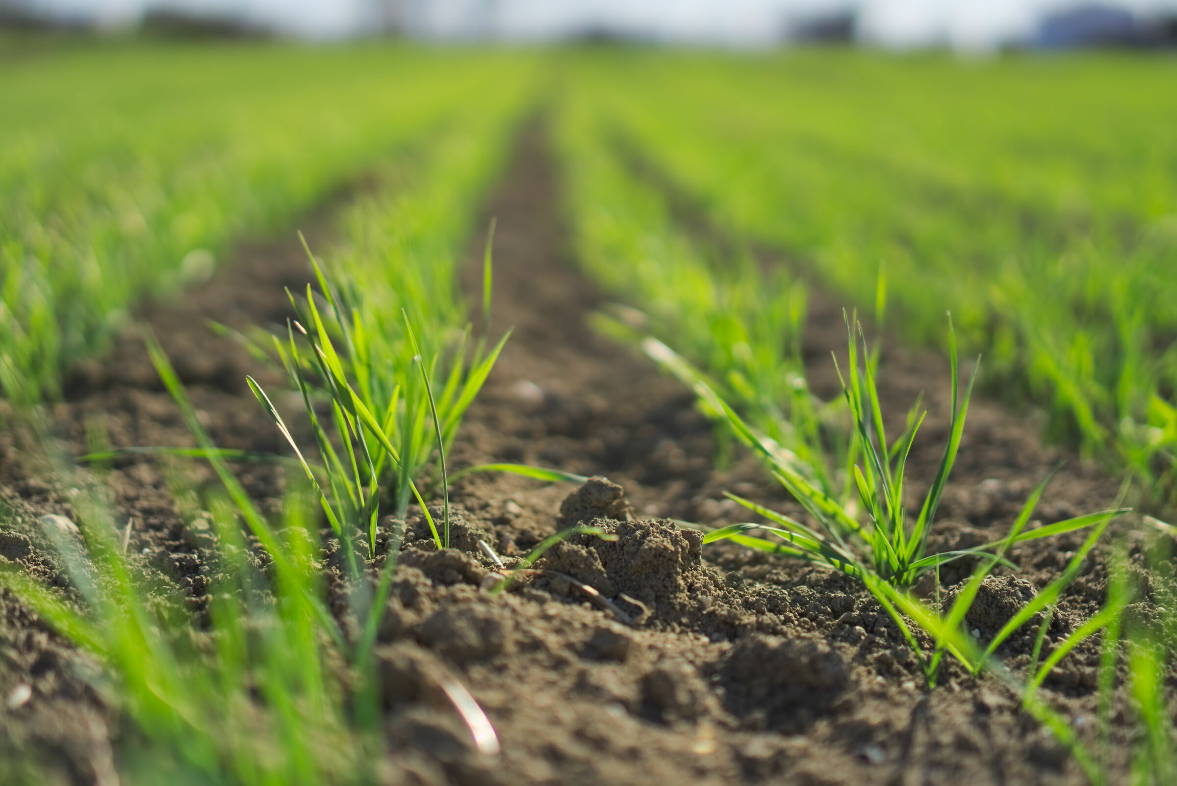 the new year sprouts