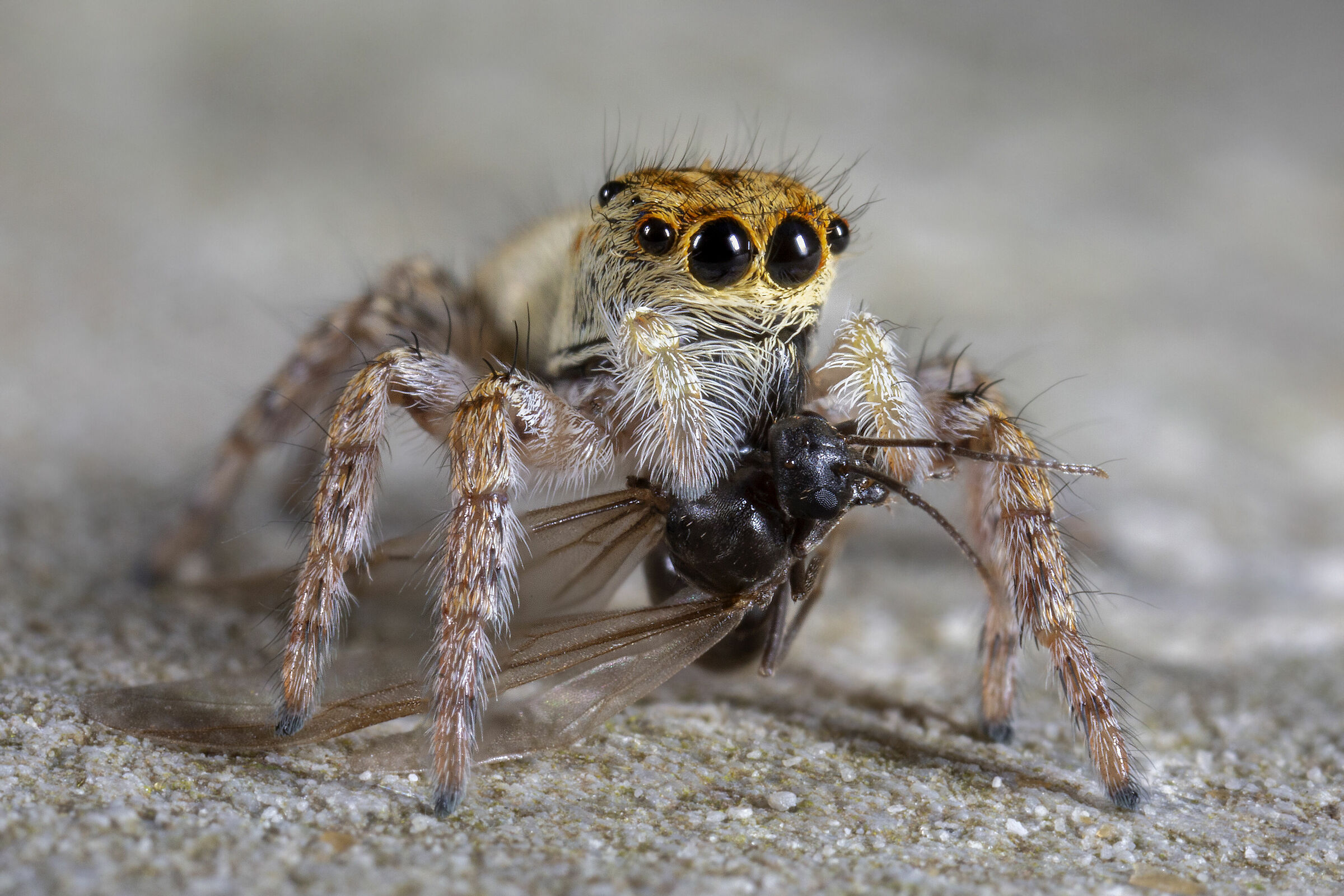 Carrhotus xanthogram female with Messor ant