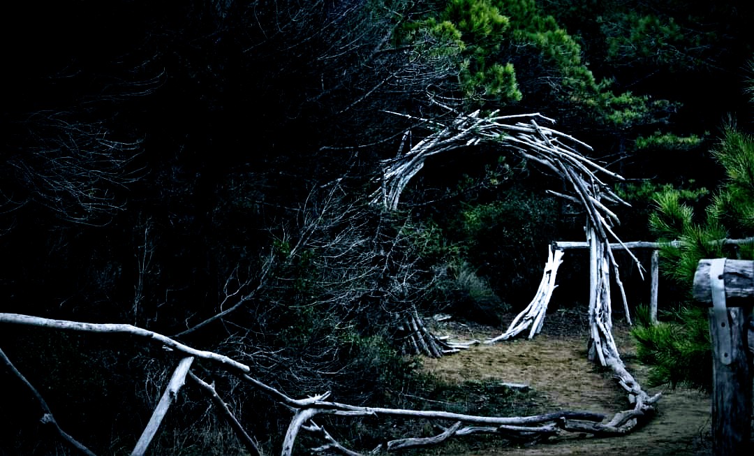 Entrata nella foresta