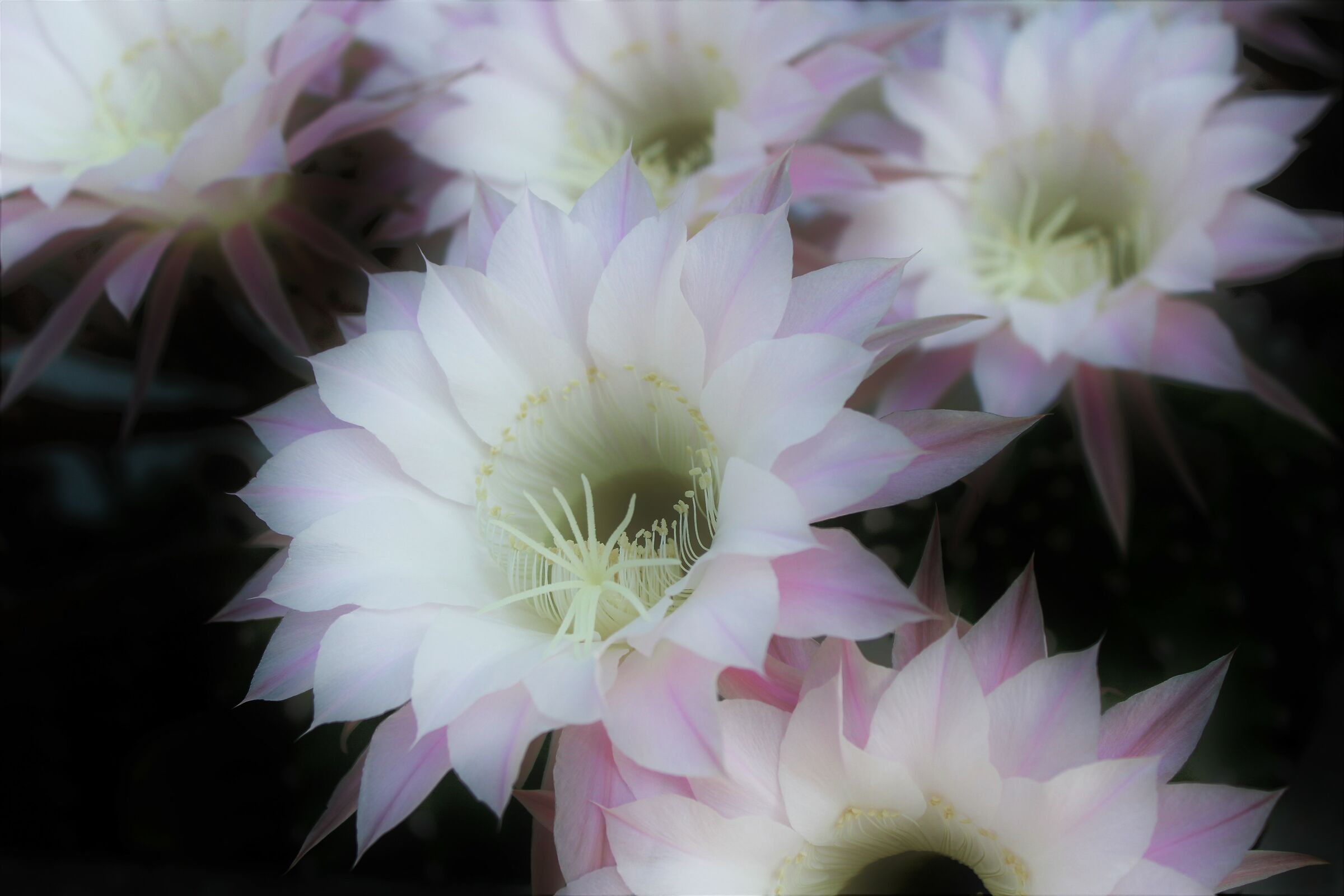 Fiore raro