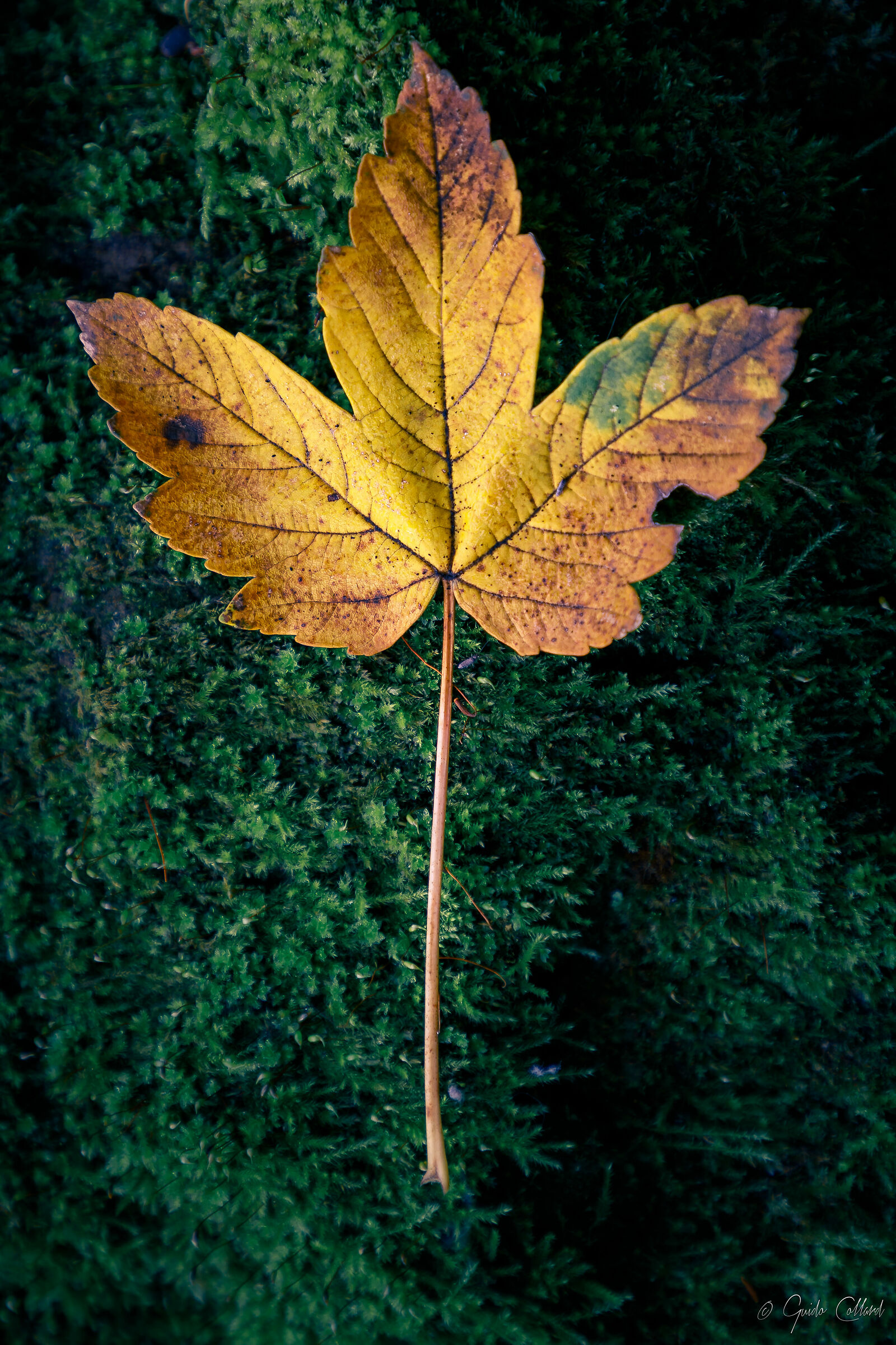 Autumn leaf