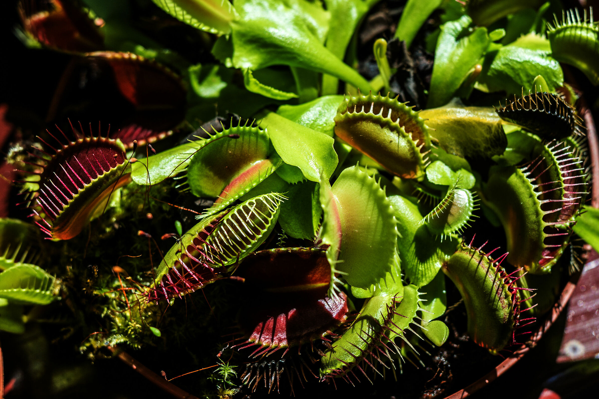 Venere acchiappamosche