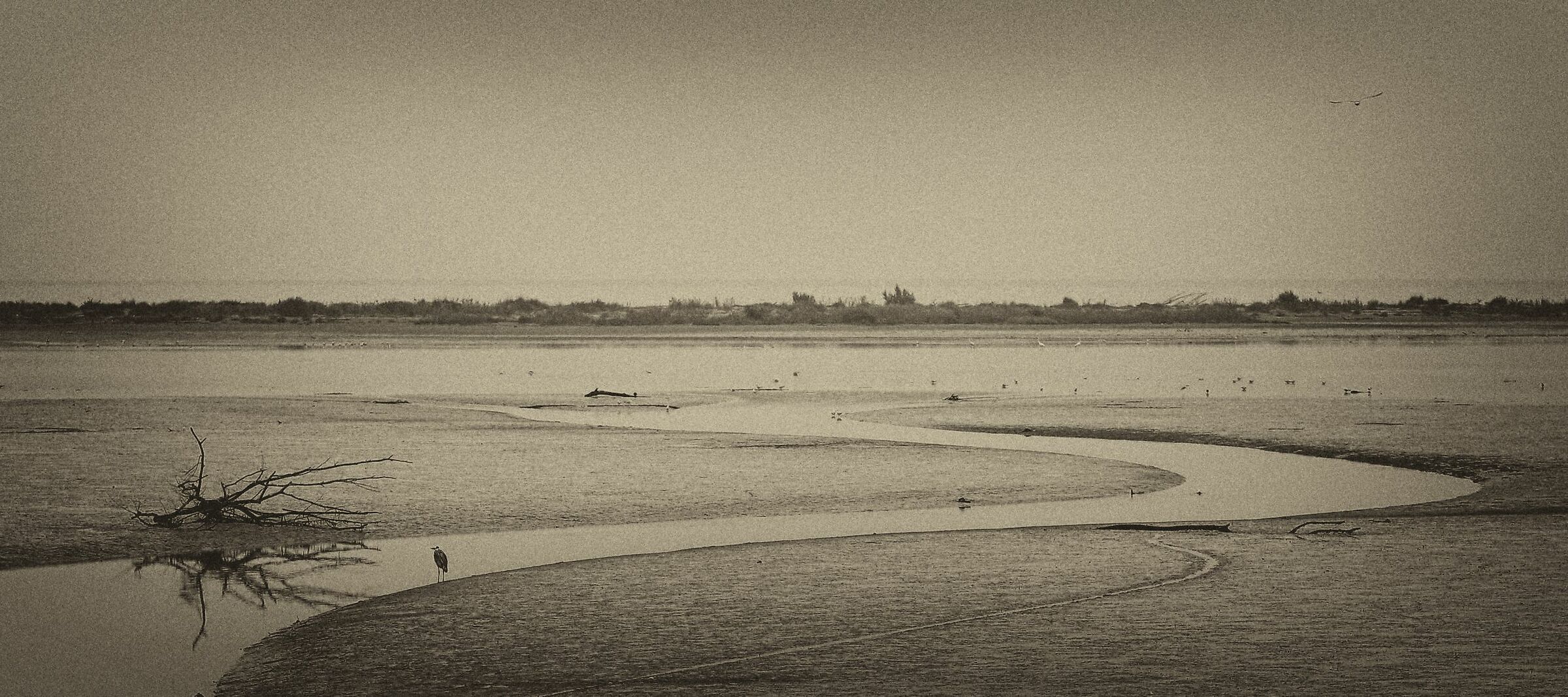 Il tronco e l'airone.