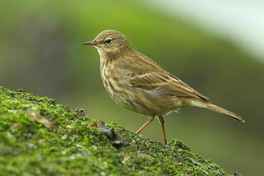 Anthus petrosus