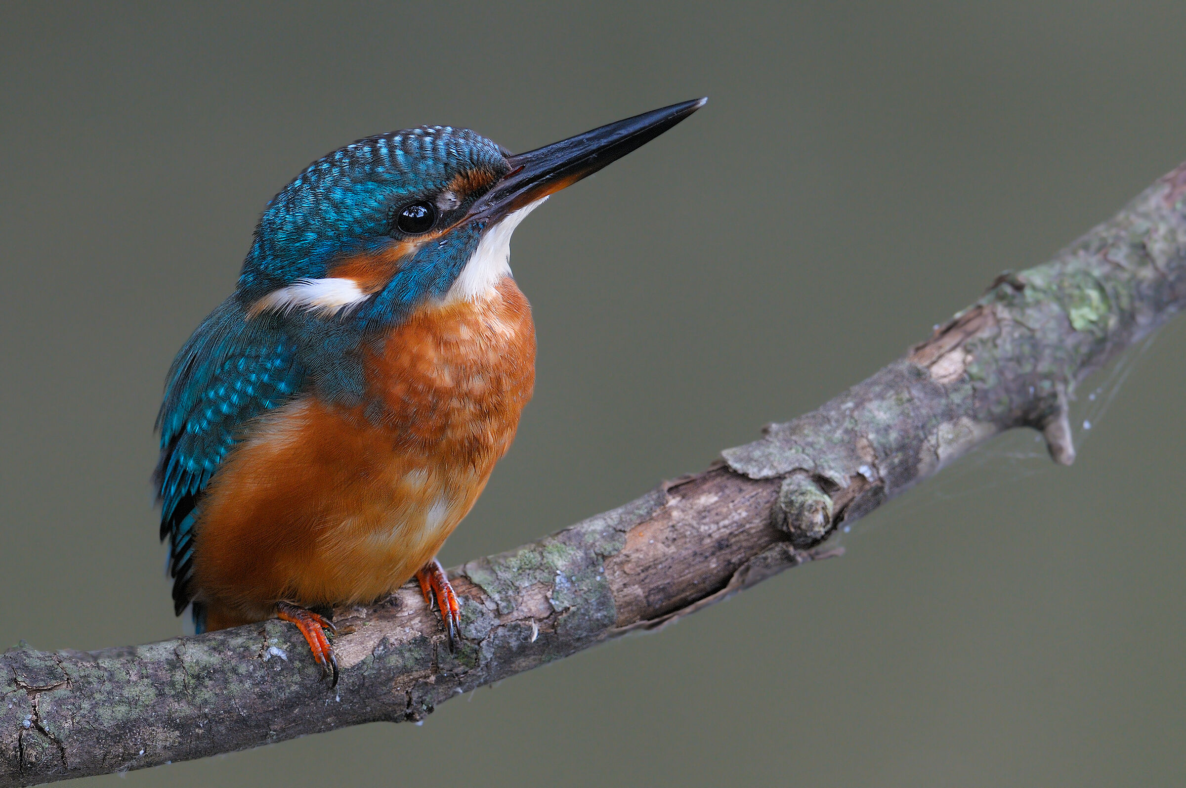 A shot at the martino of 2012