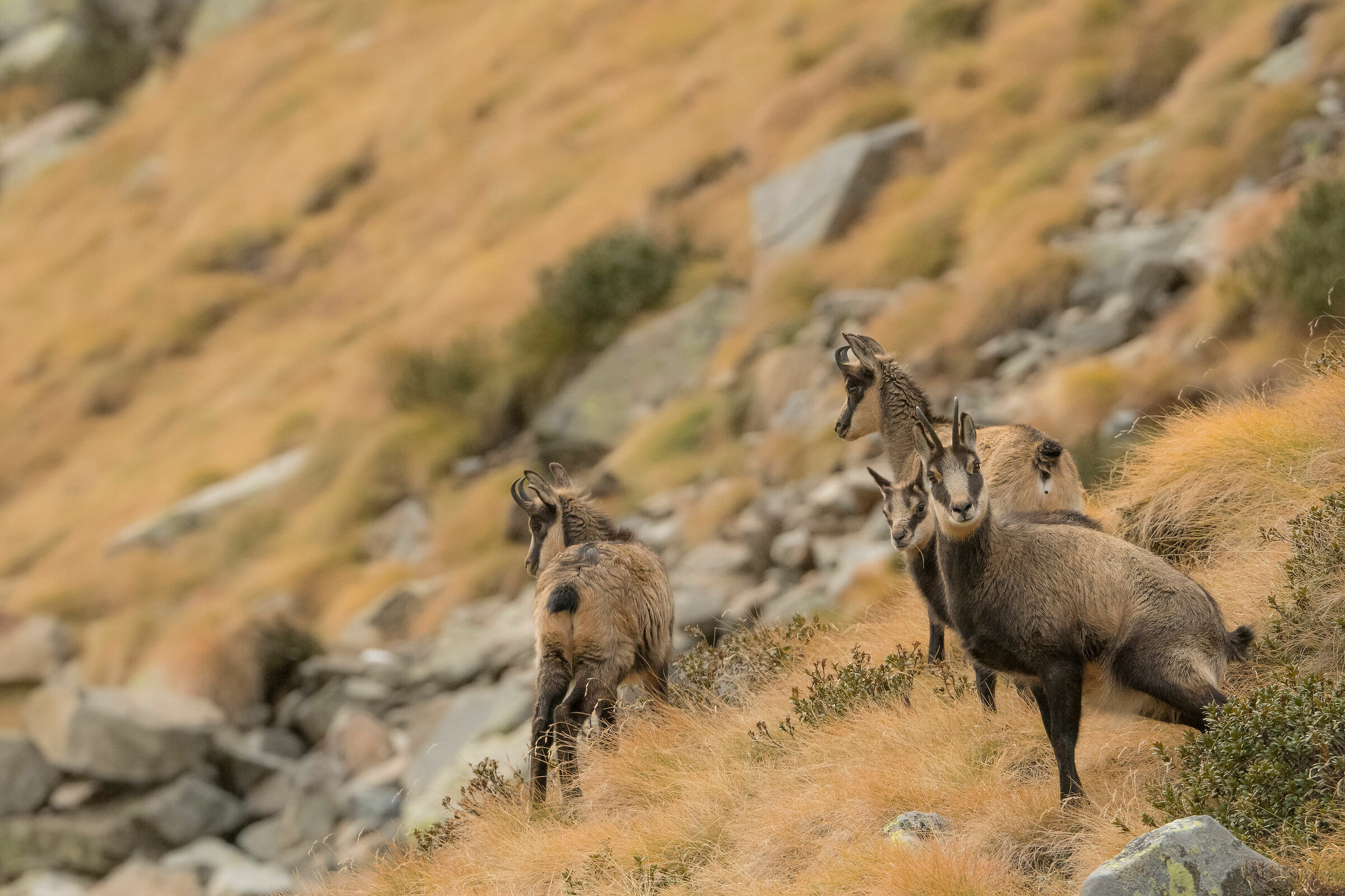 Camosci, ricordi di ottobre