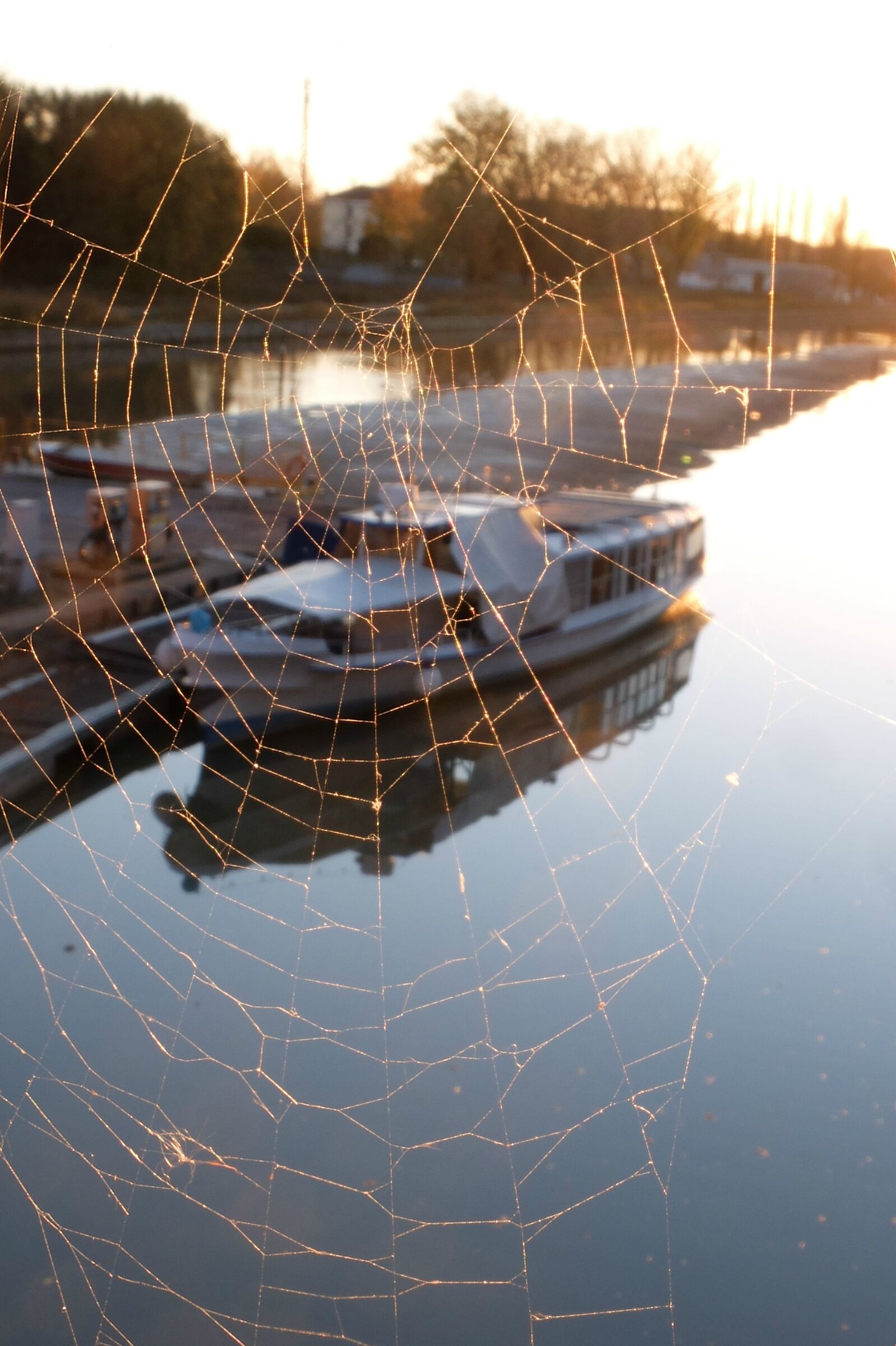 Ragnatela cattura la motonave (fe)