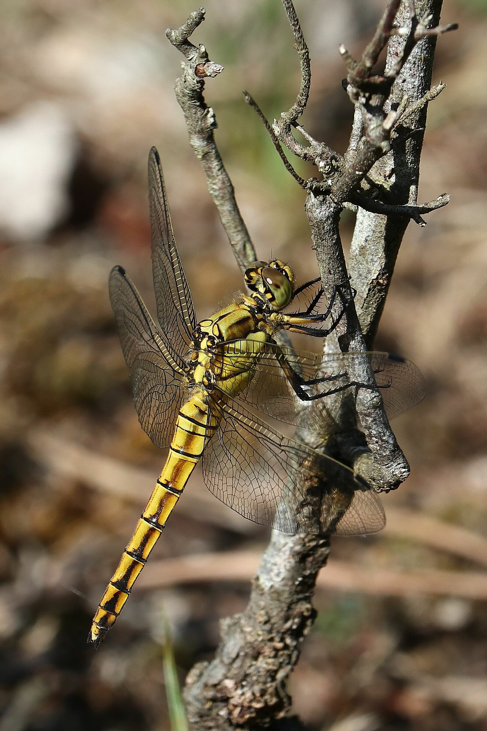 Orthetrum