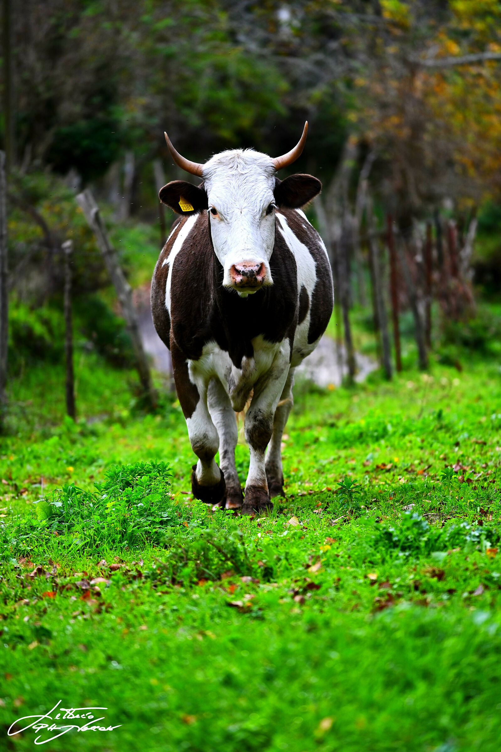 Muuu× I load you the calves do not touch each other