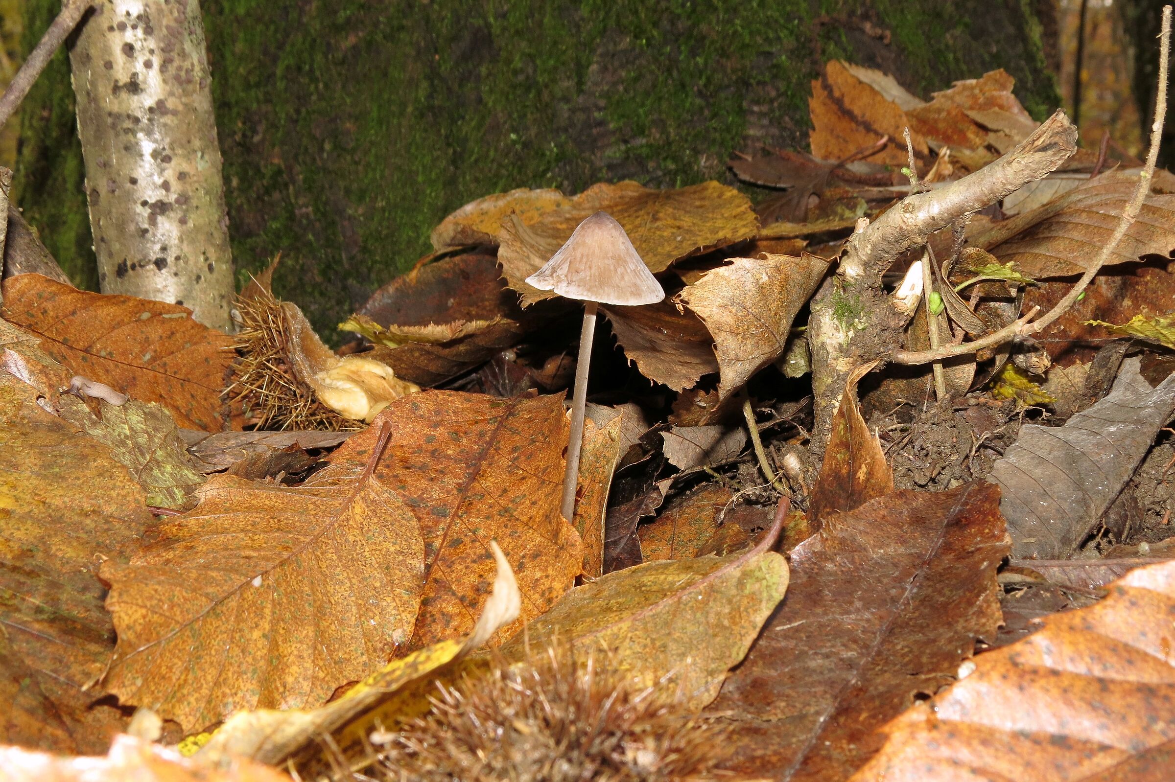 Autunno in Val Trebbia