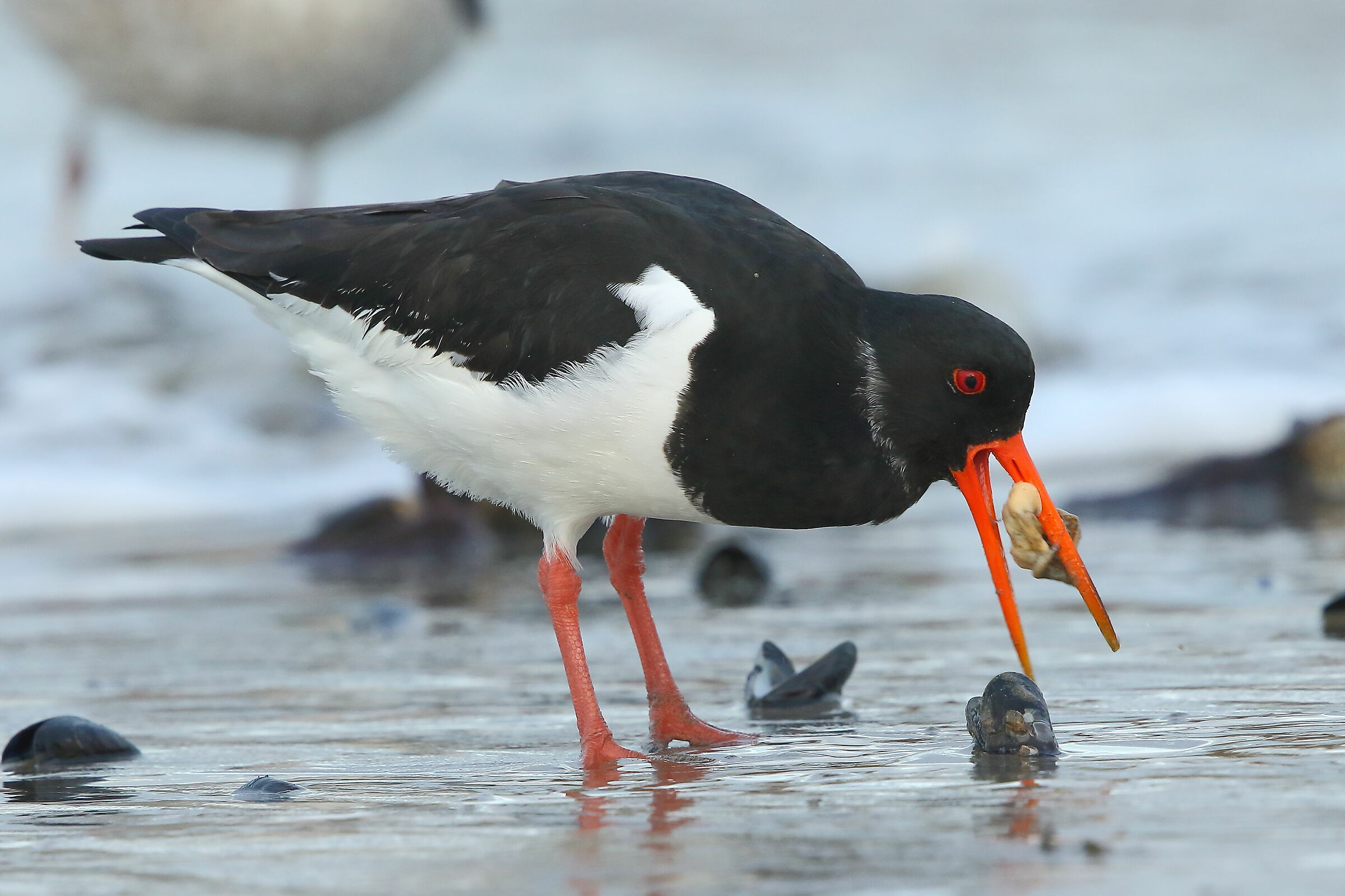 A magnificent morsel