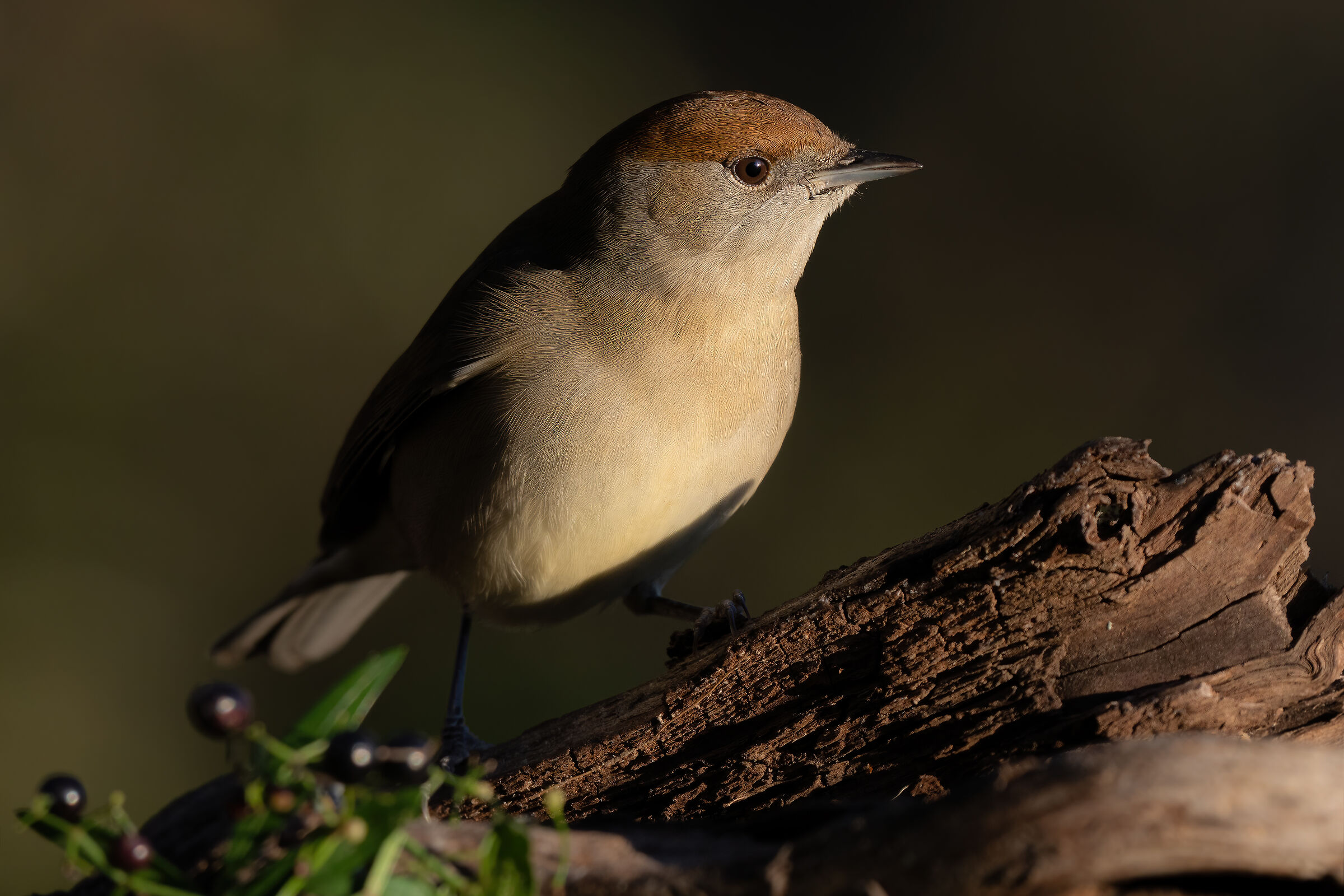 Blackcap