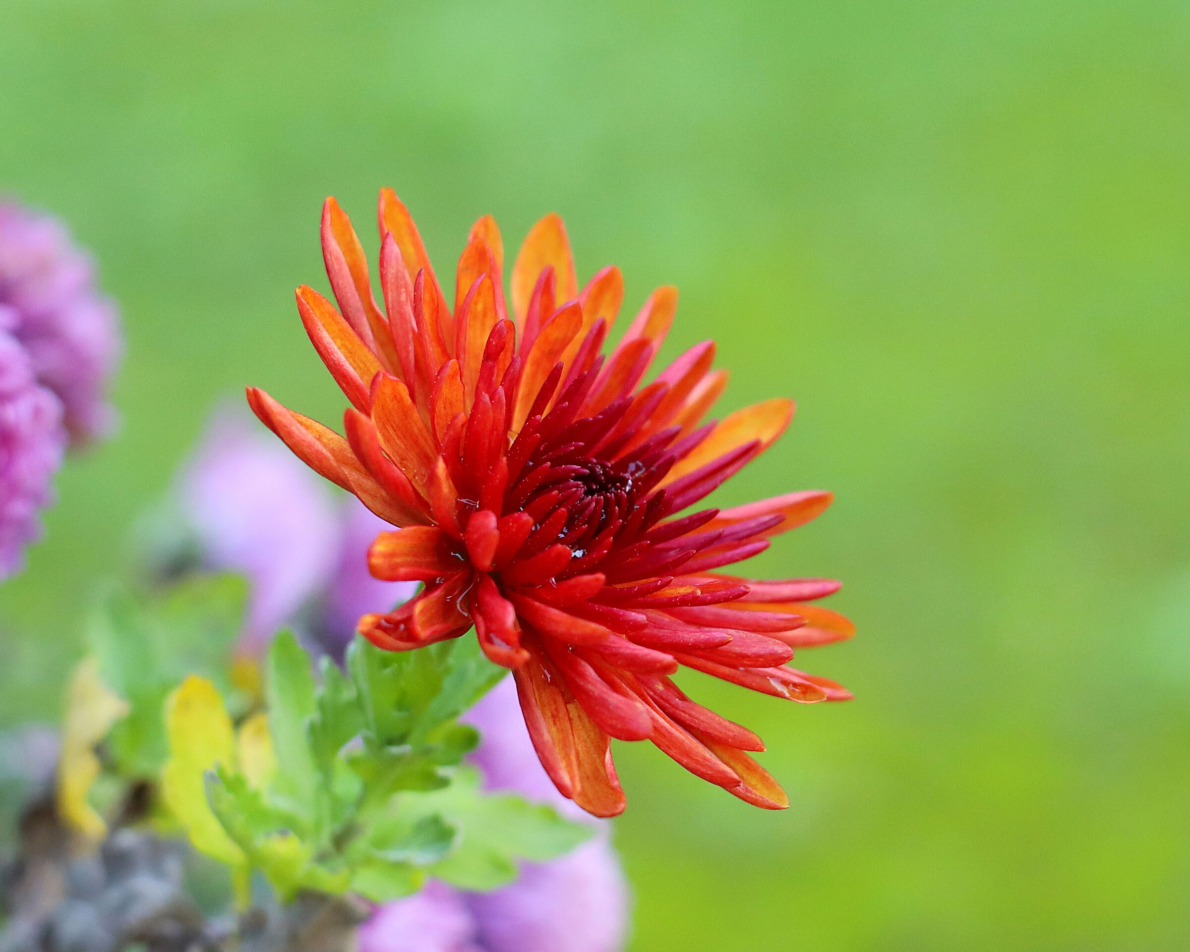 Giocando con il 50mm vintage.
