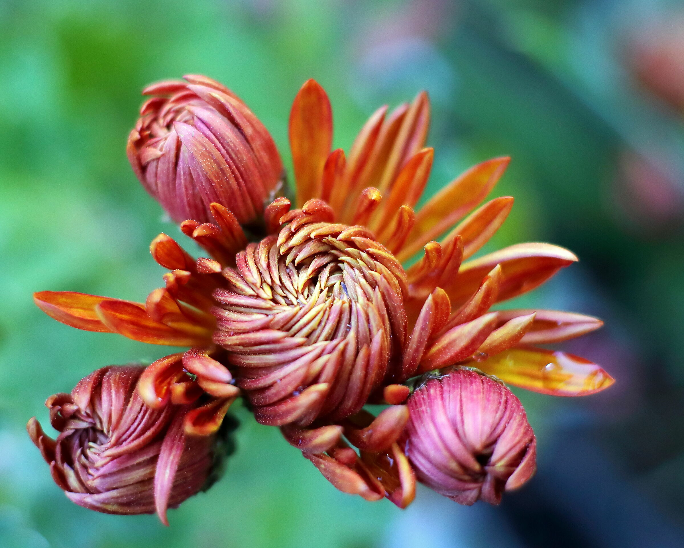 Giocando con il 50mm vintage.