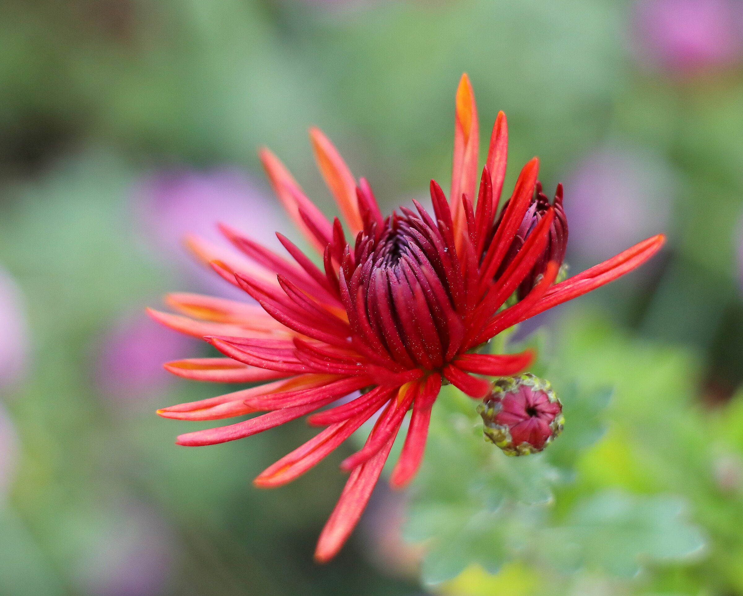 Giocando con il 50mm vintage.