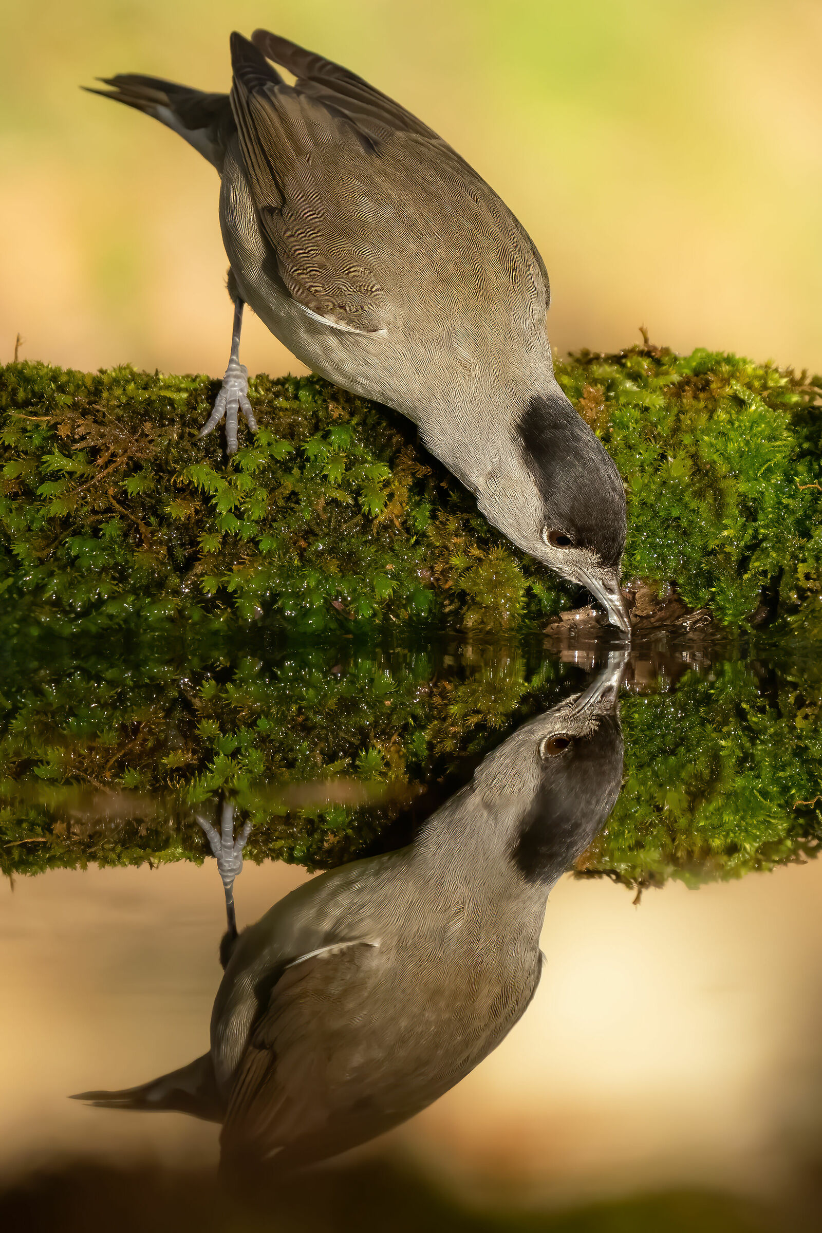 " reflex ? " ah no mirrolrless ... Blackcap