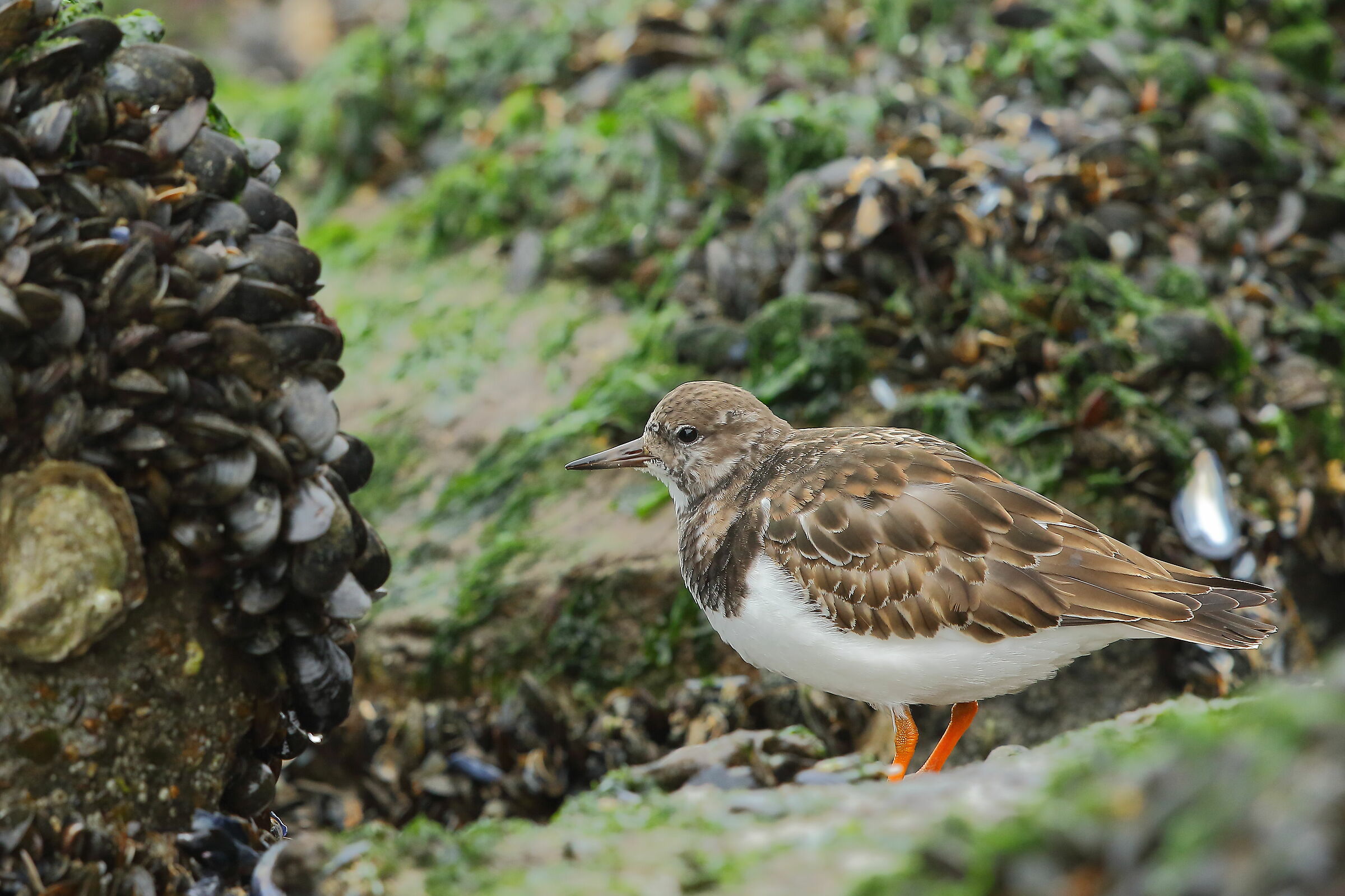 I would like to eat you all....