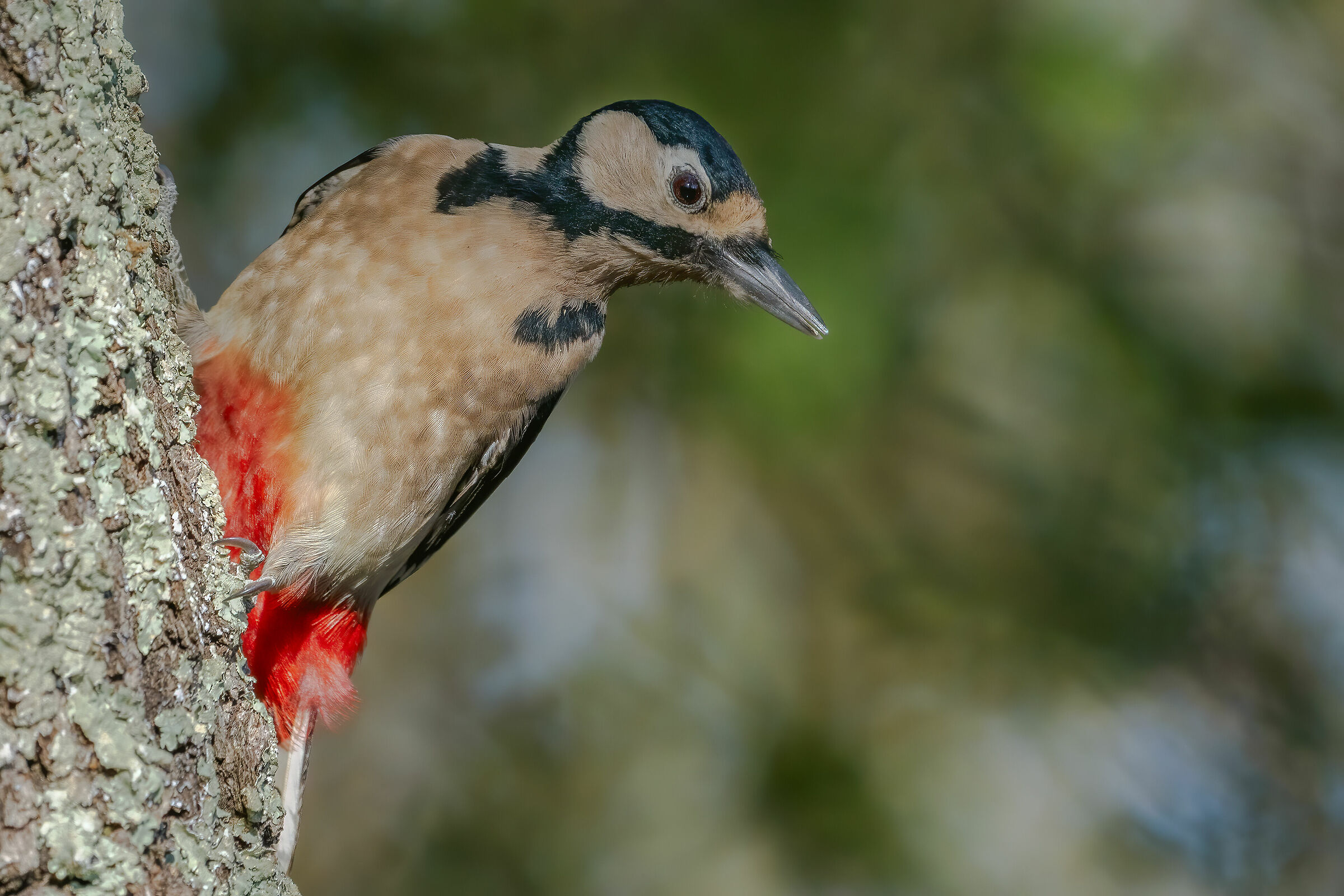 picchio rosso maggiore