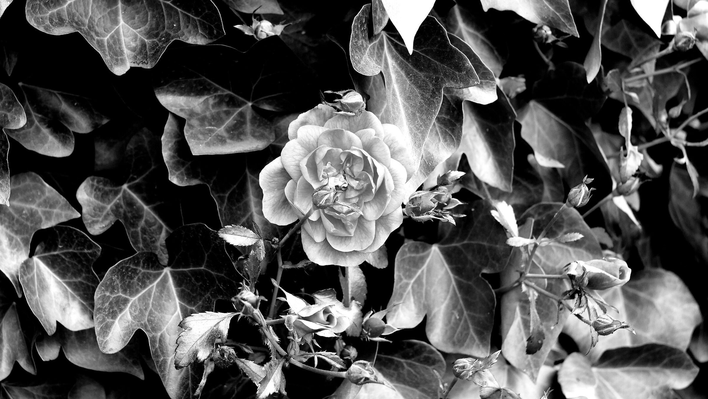 rosa autunnale panasonic gx 80 helios 58mm f.1'4 iso 40