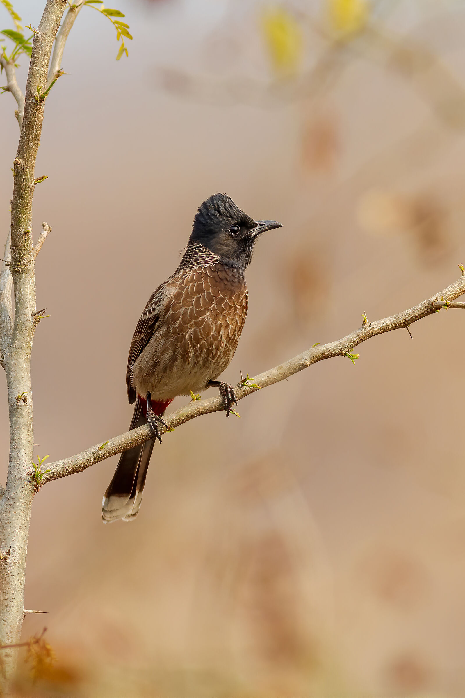 Red vented bulbul
