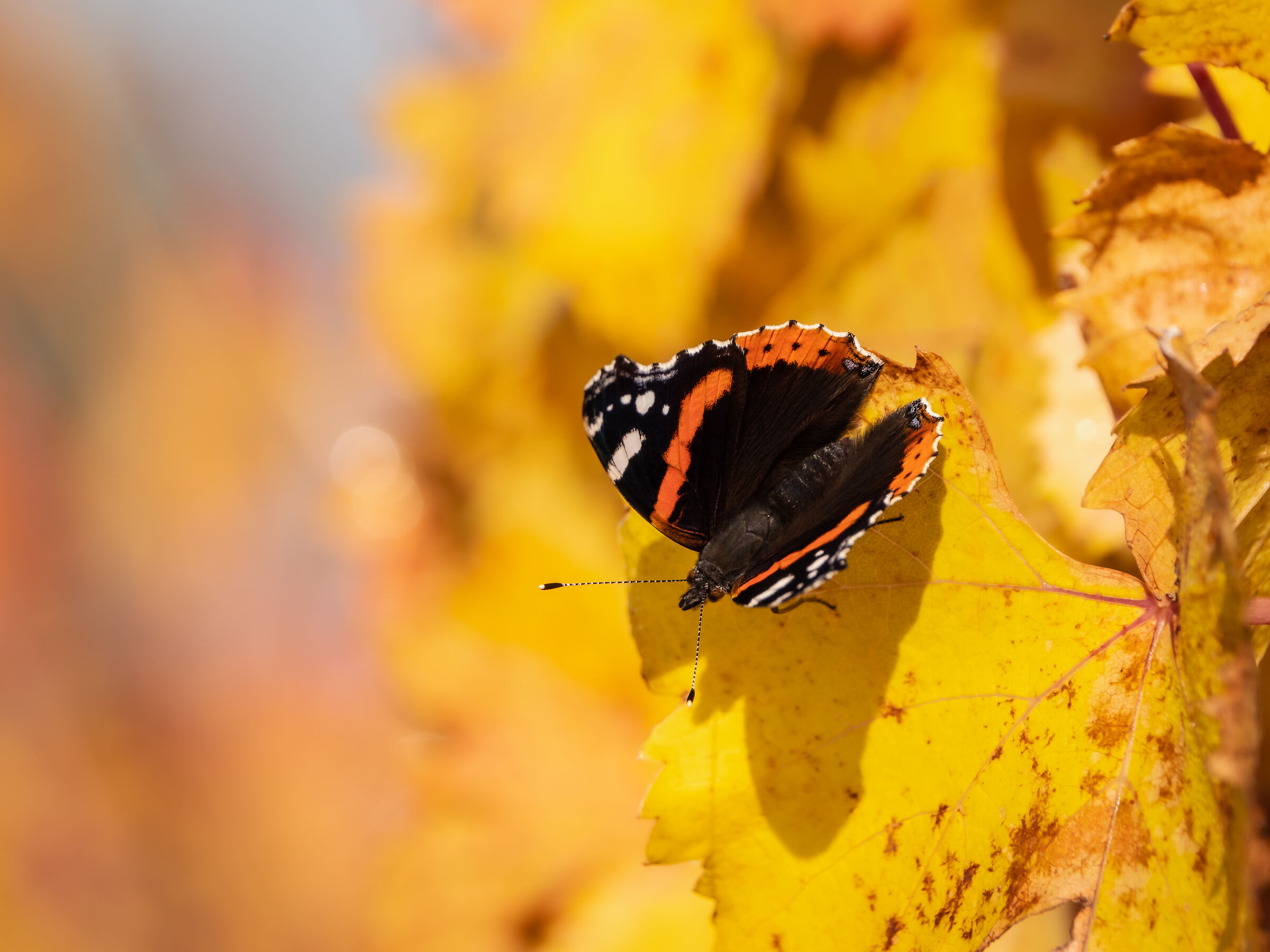Butterfly in the vineyard