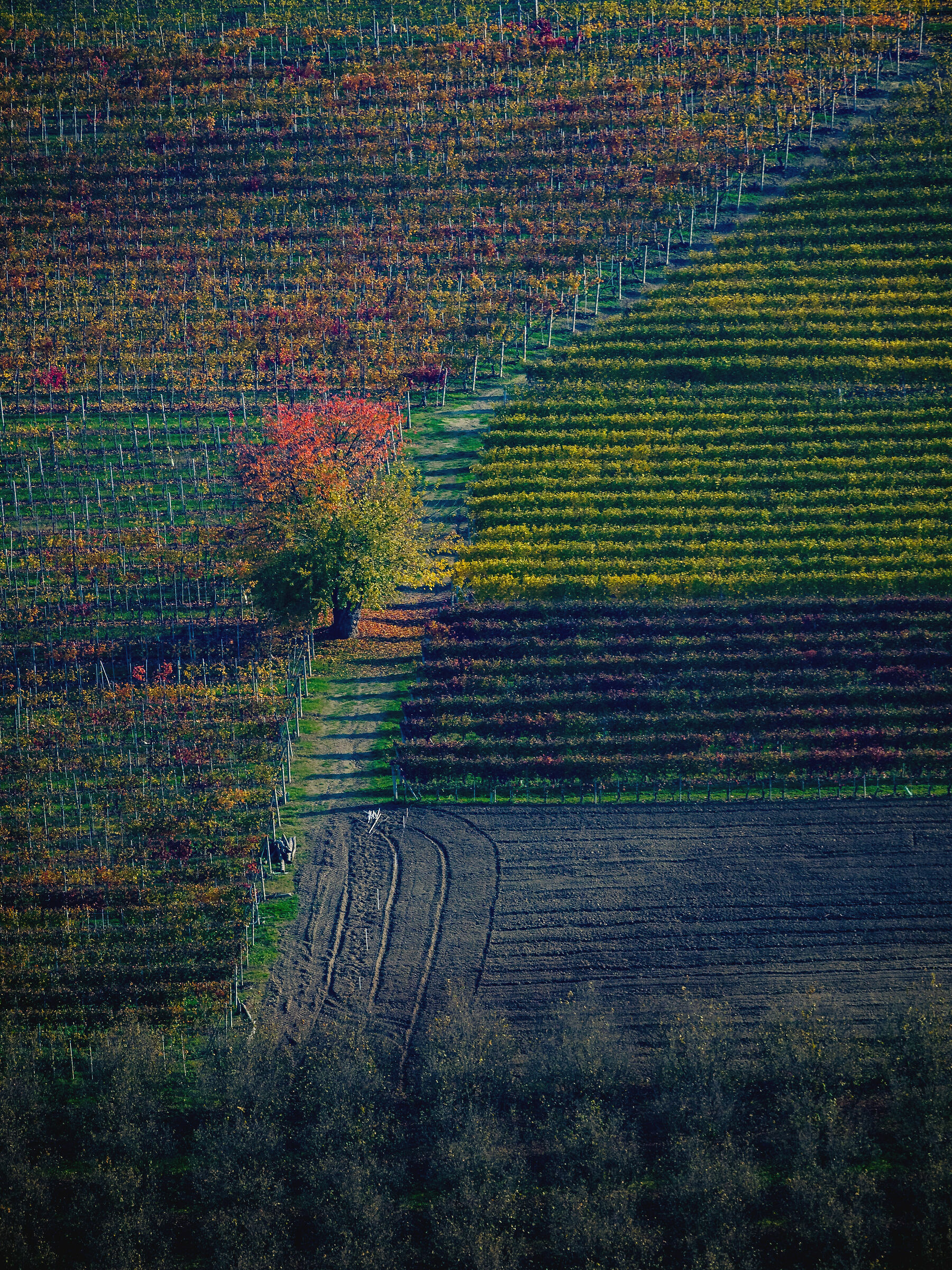 Geometria e colore tra i vigneti a novembre