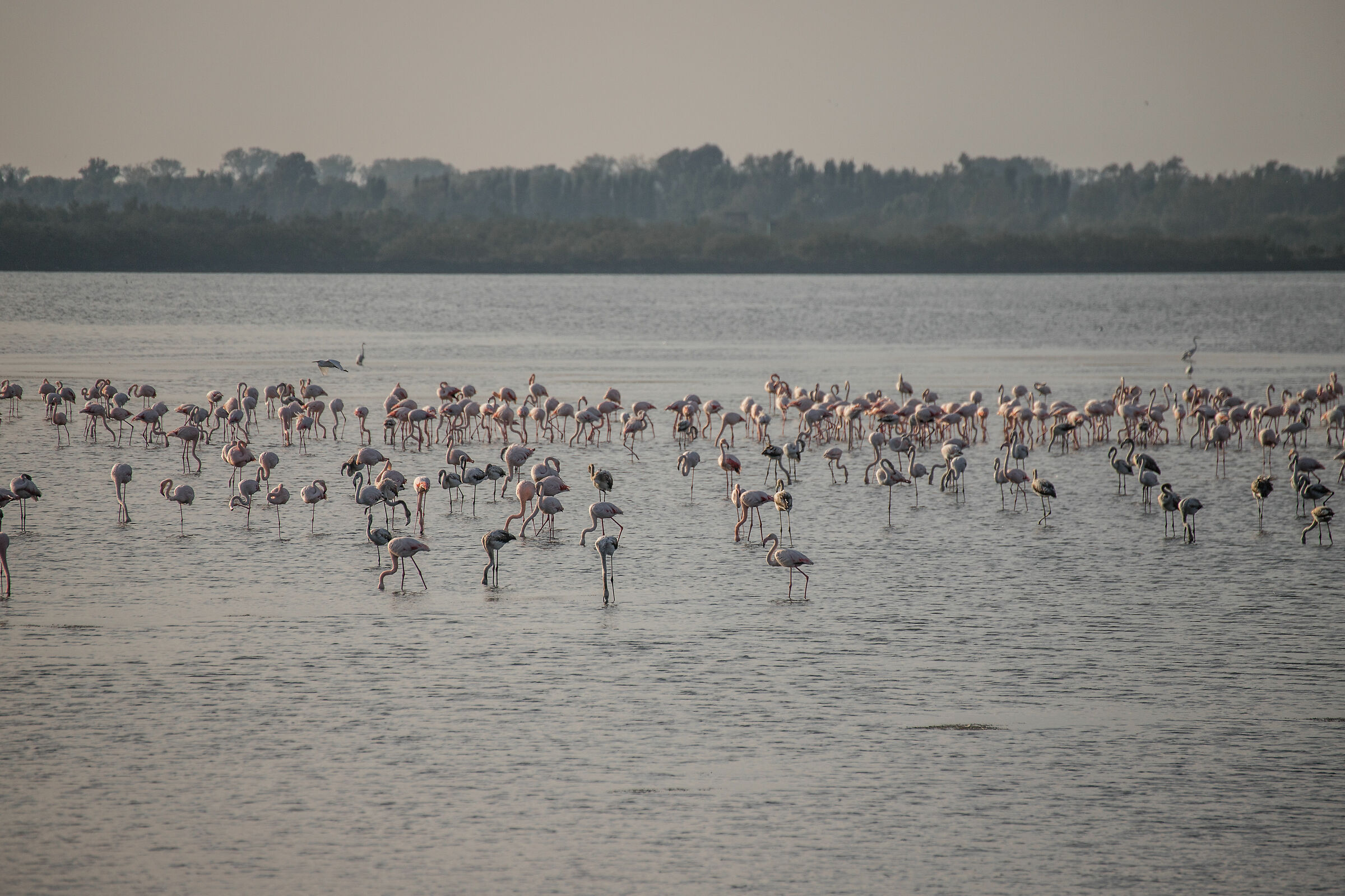 fenicotteri nel delta del po