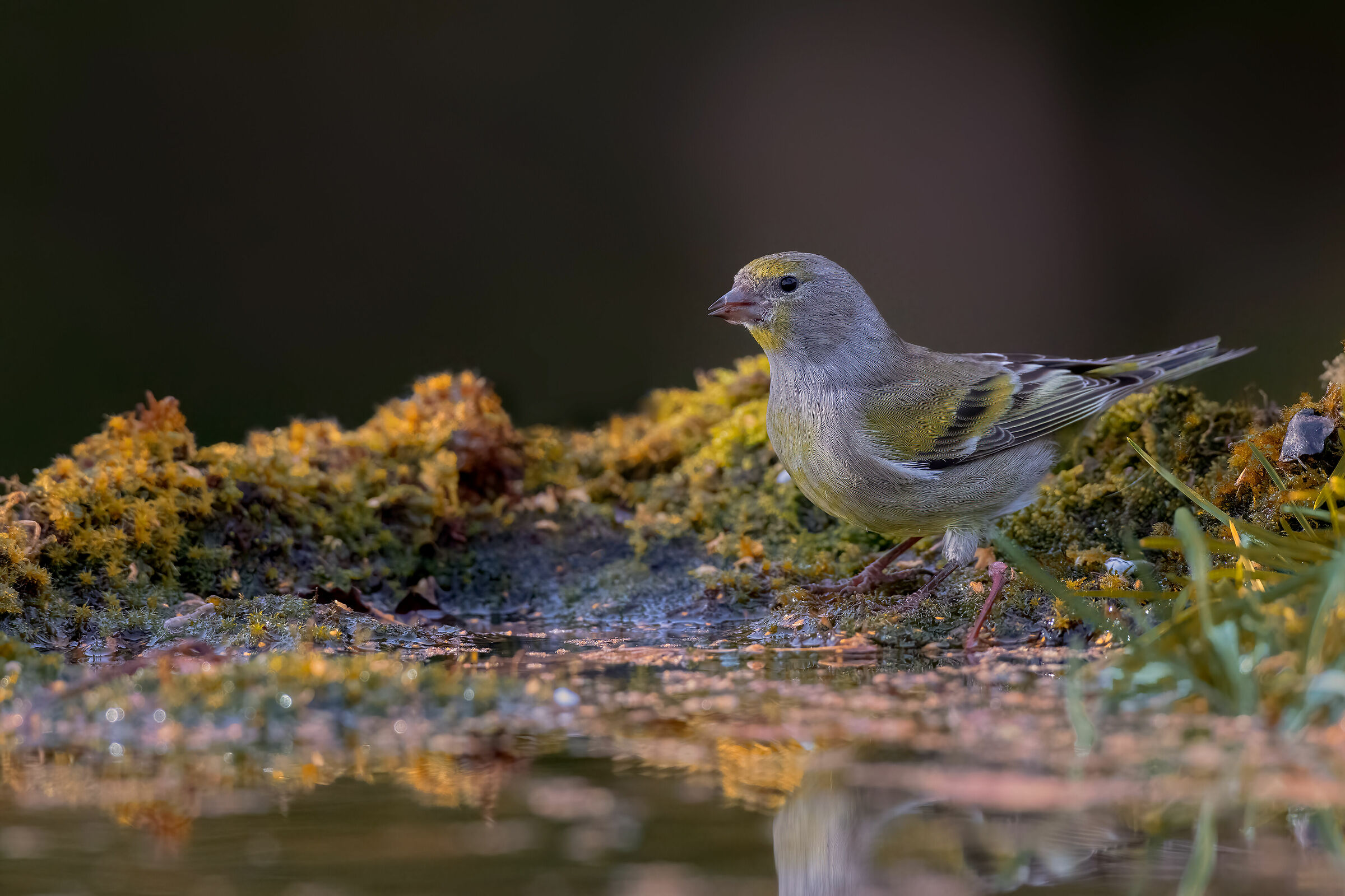 Venturone ambientato