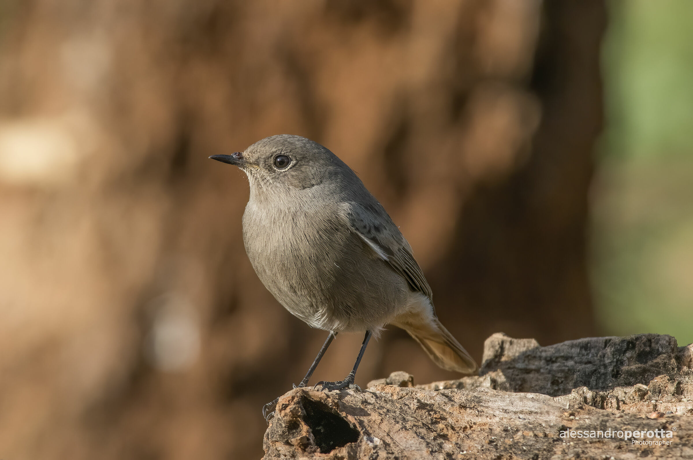 Phoenicurus ochruros