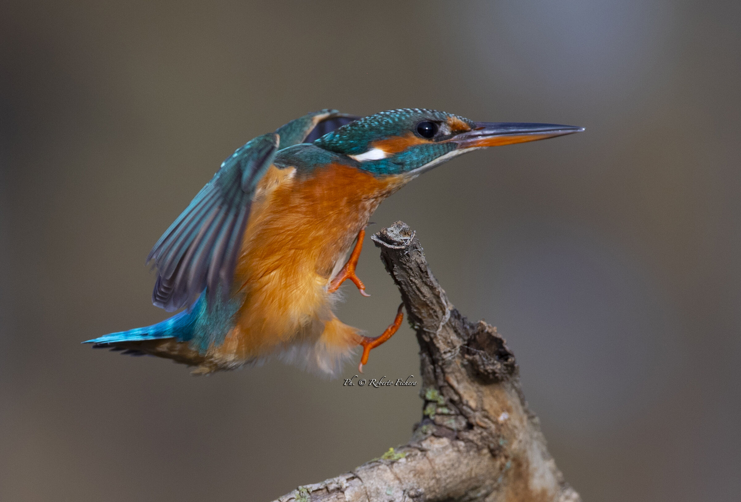 Martin Pescatore, L'attimo giusto