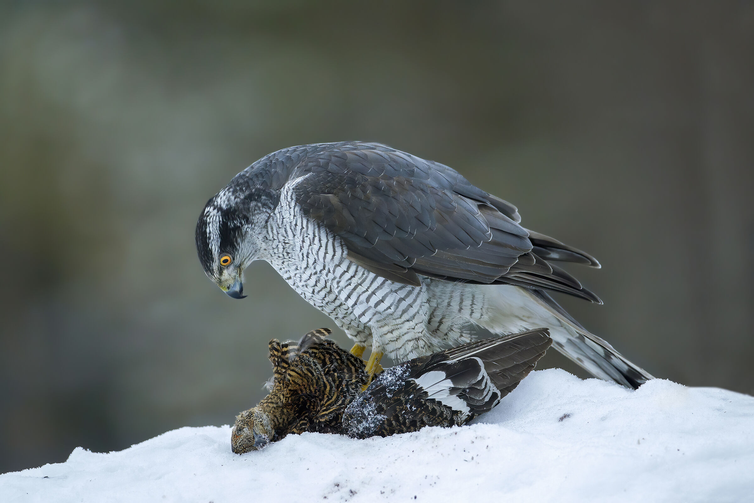 lo sguardo sulla preda, astore