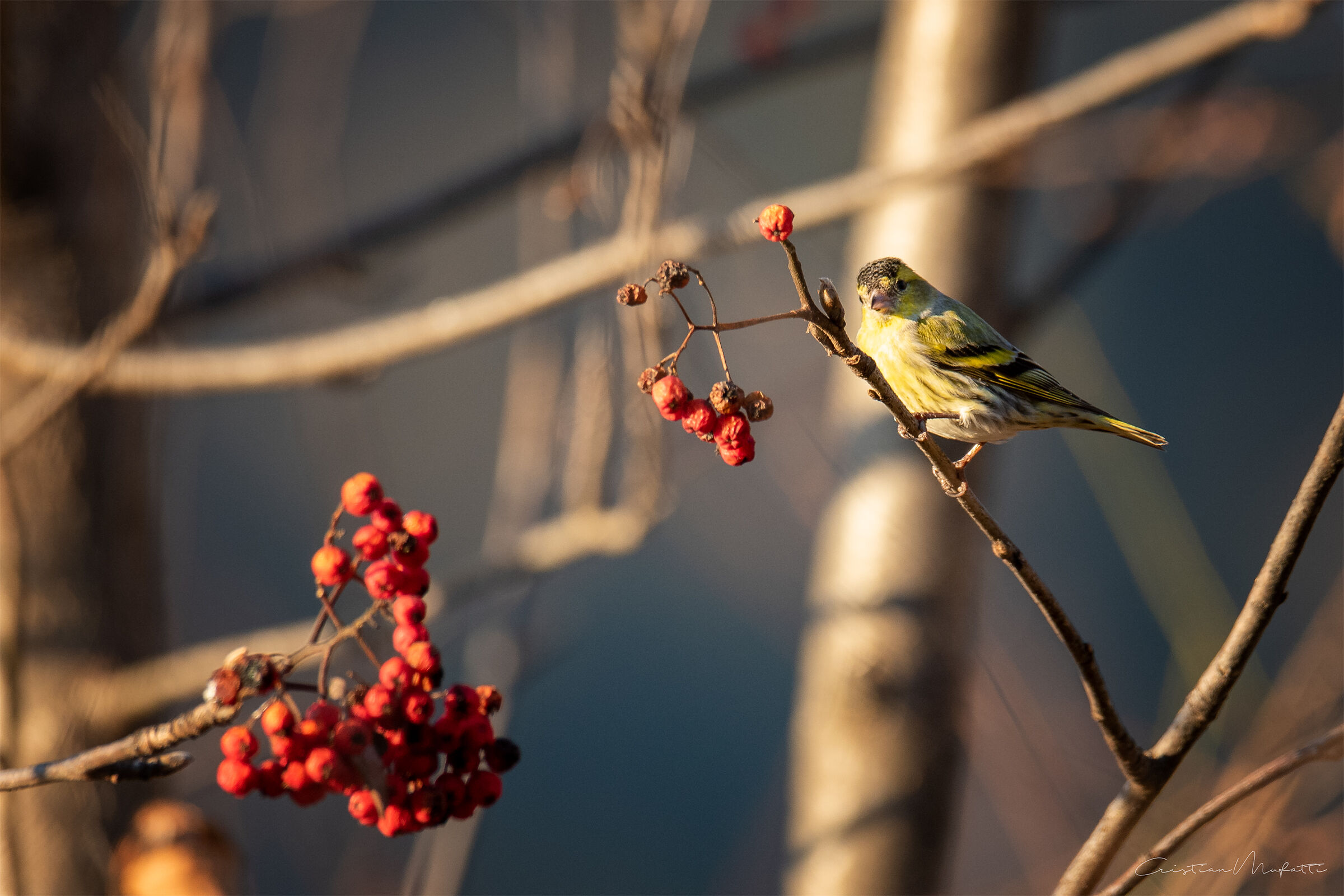 Common Lucherino (Spinus Spinus)