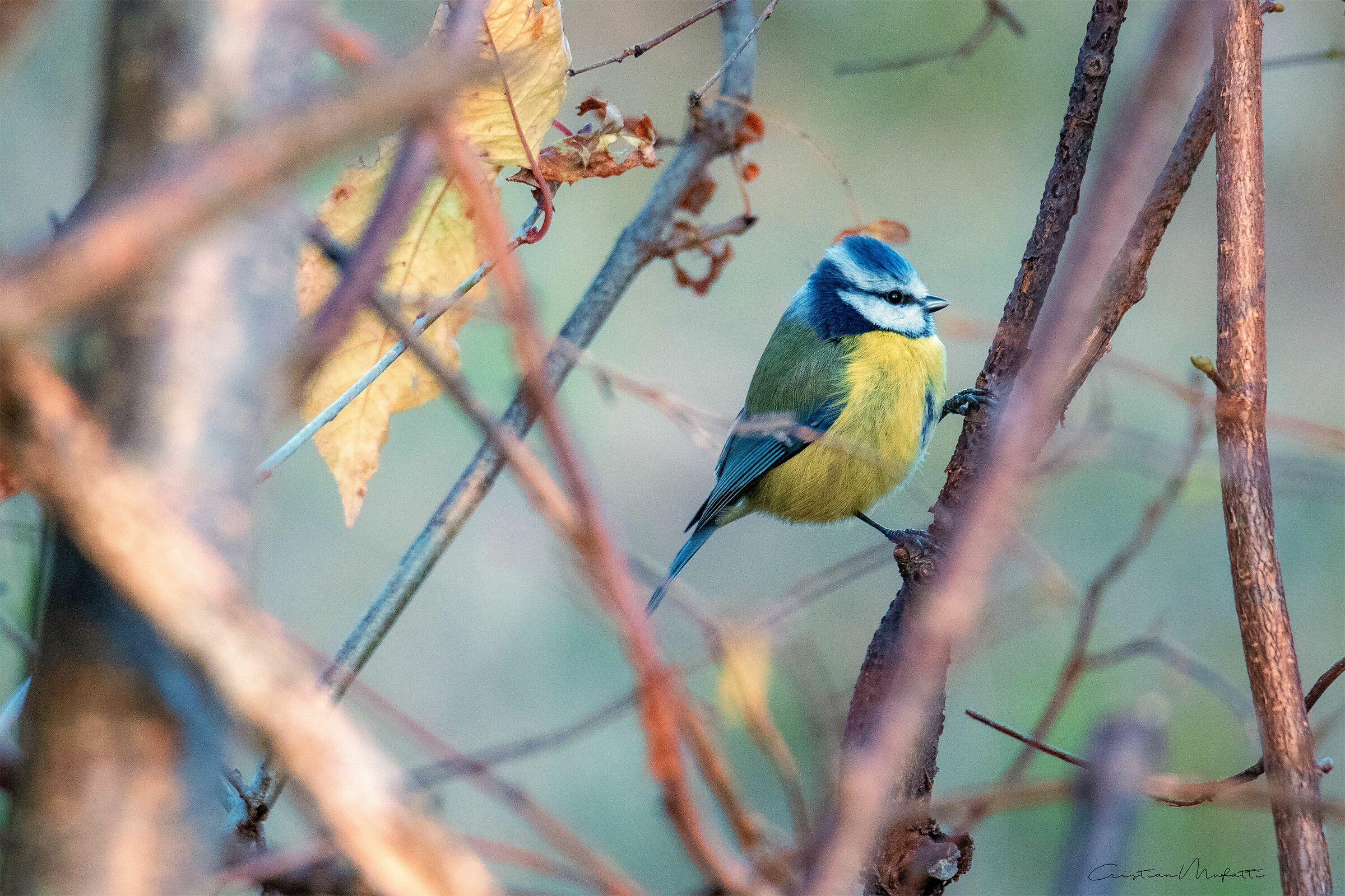La Cinciarella Department (Cyanistes Caereleus)