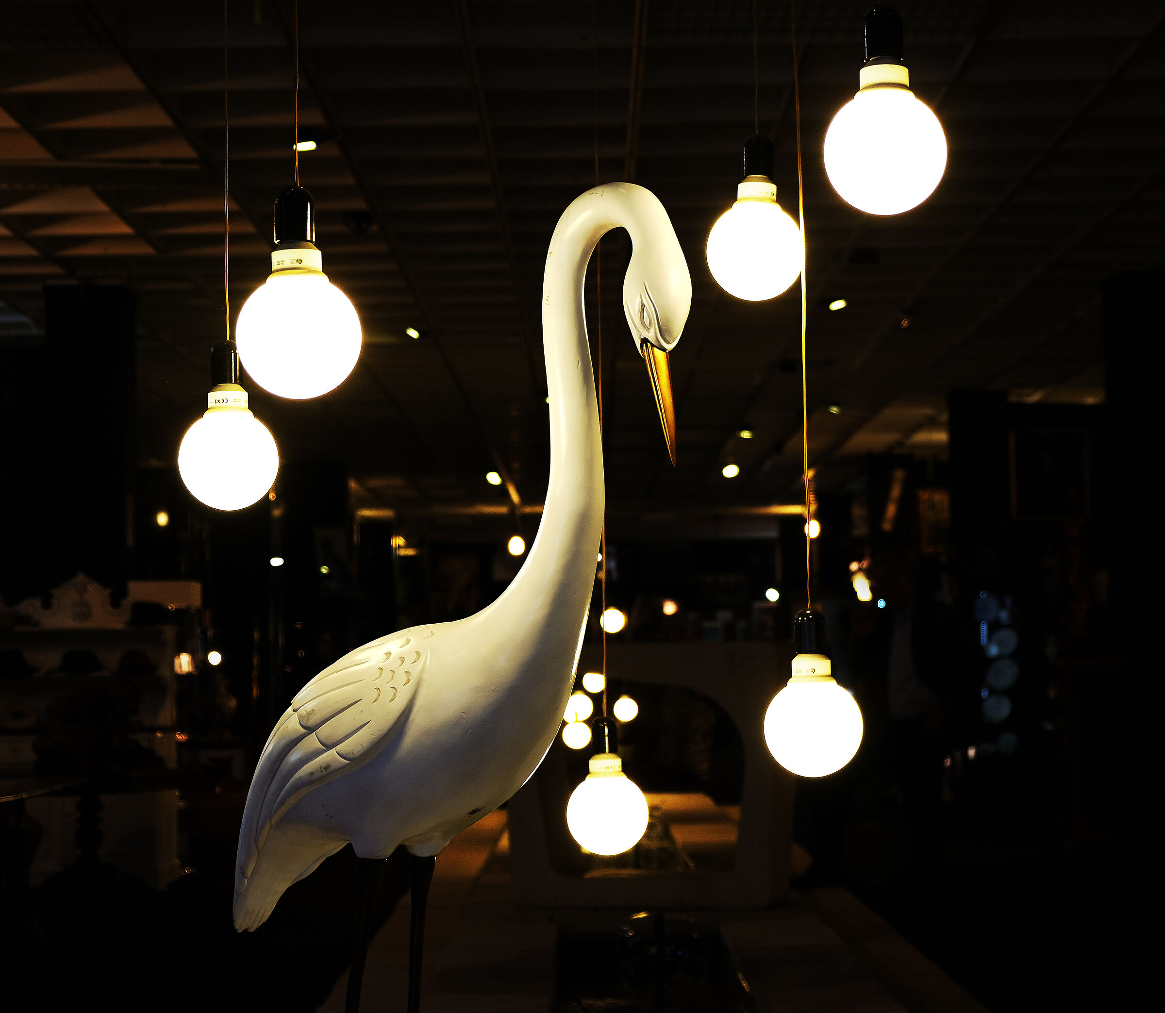 Swan