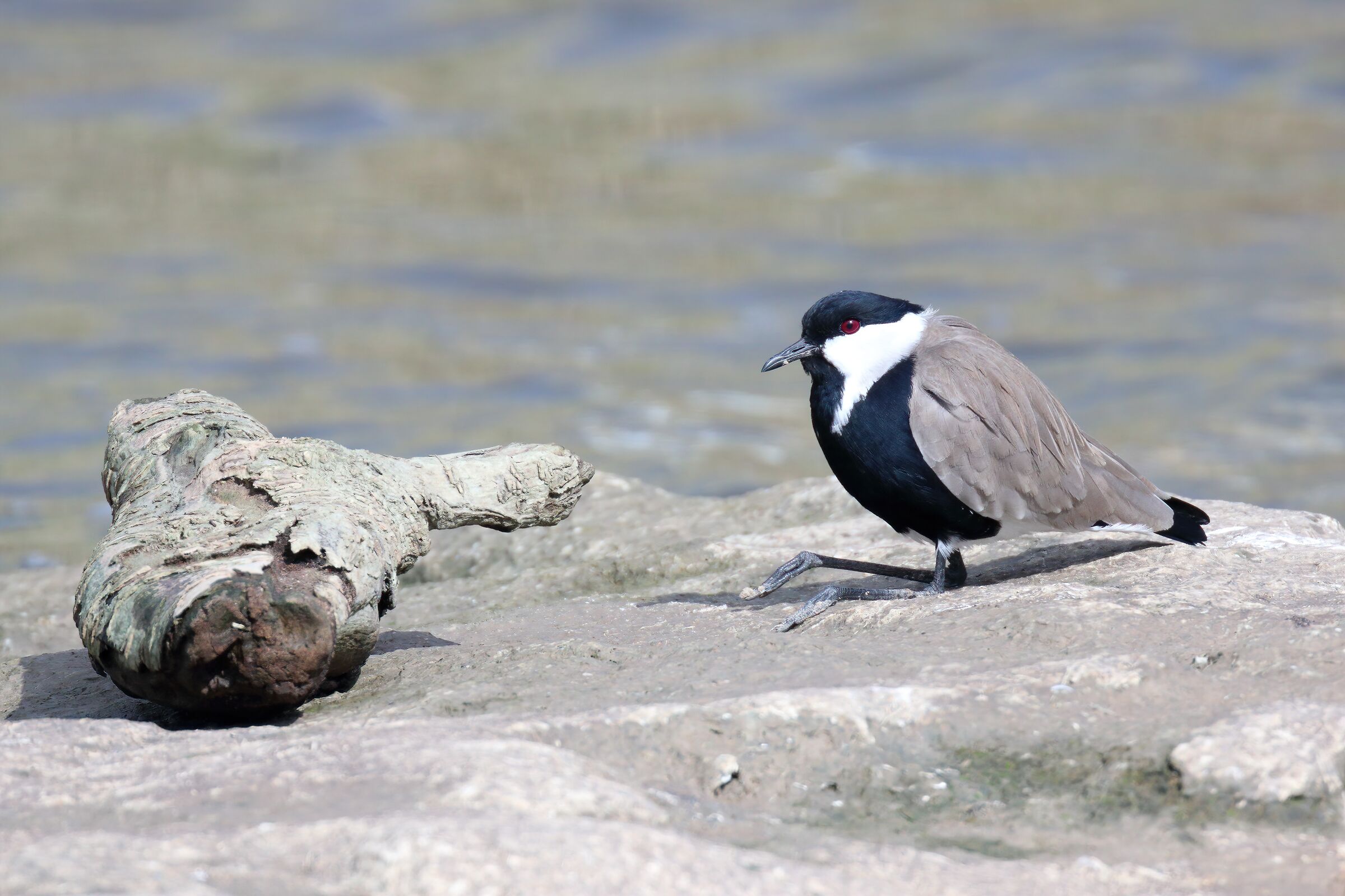 Ala del giro ad ala di sperone