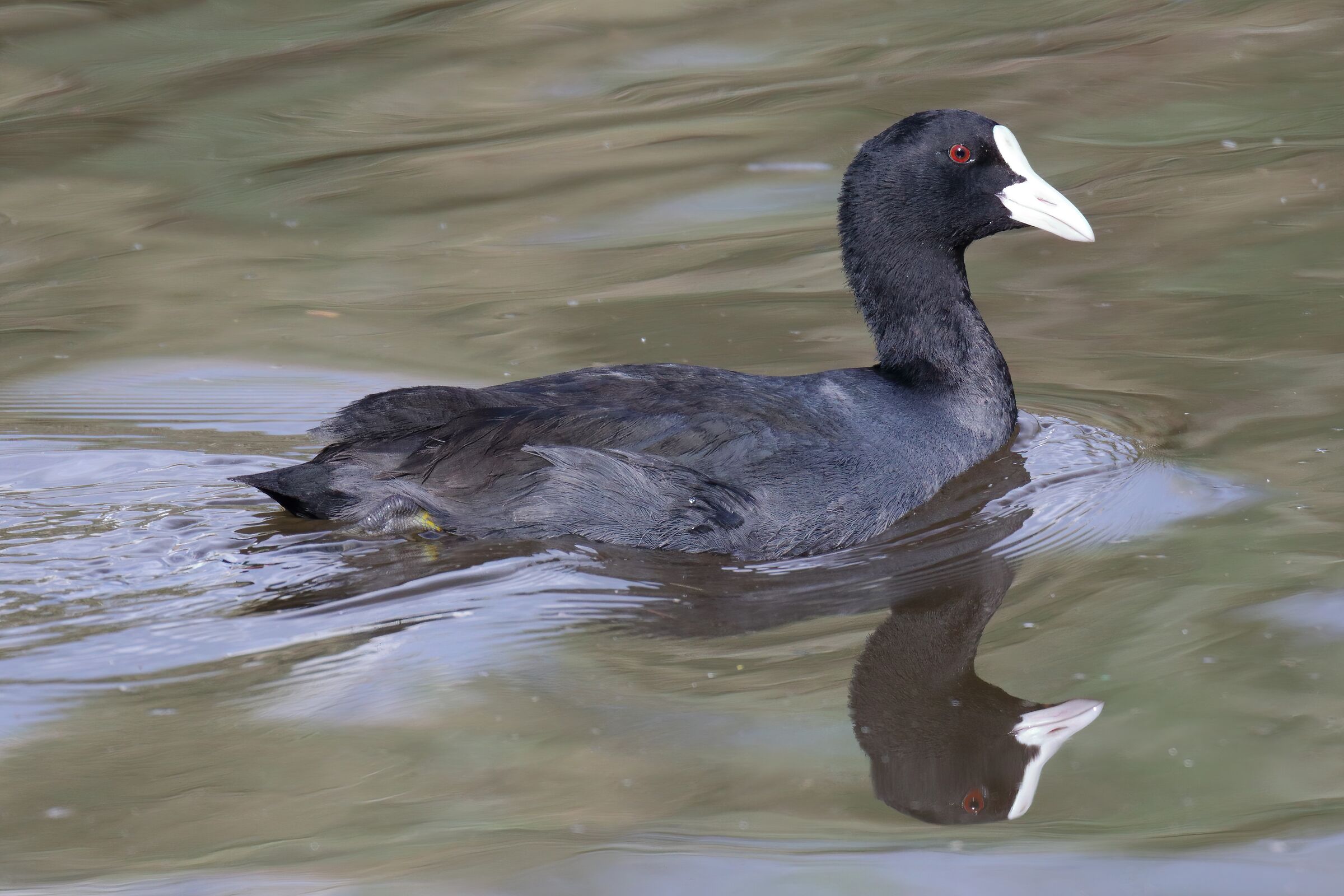 Fuliggine eurasiatica