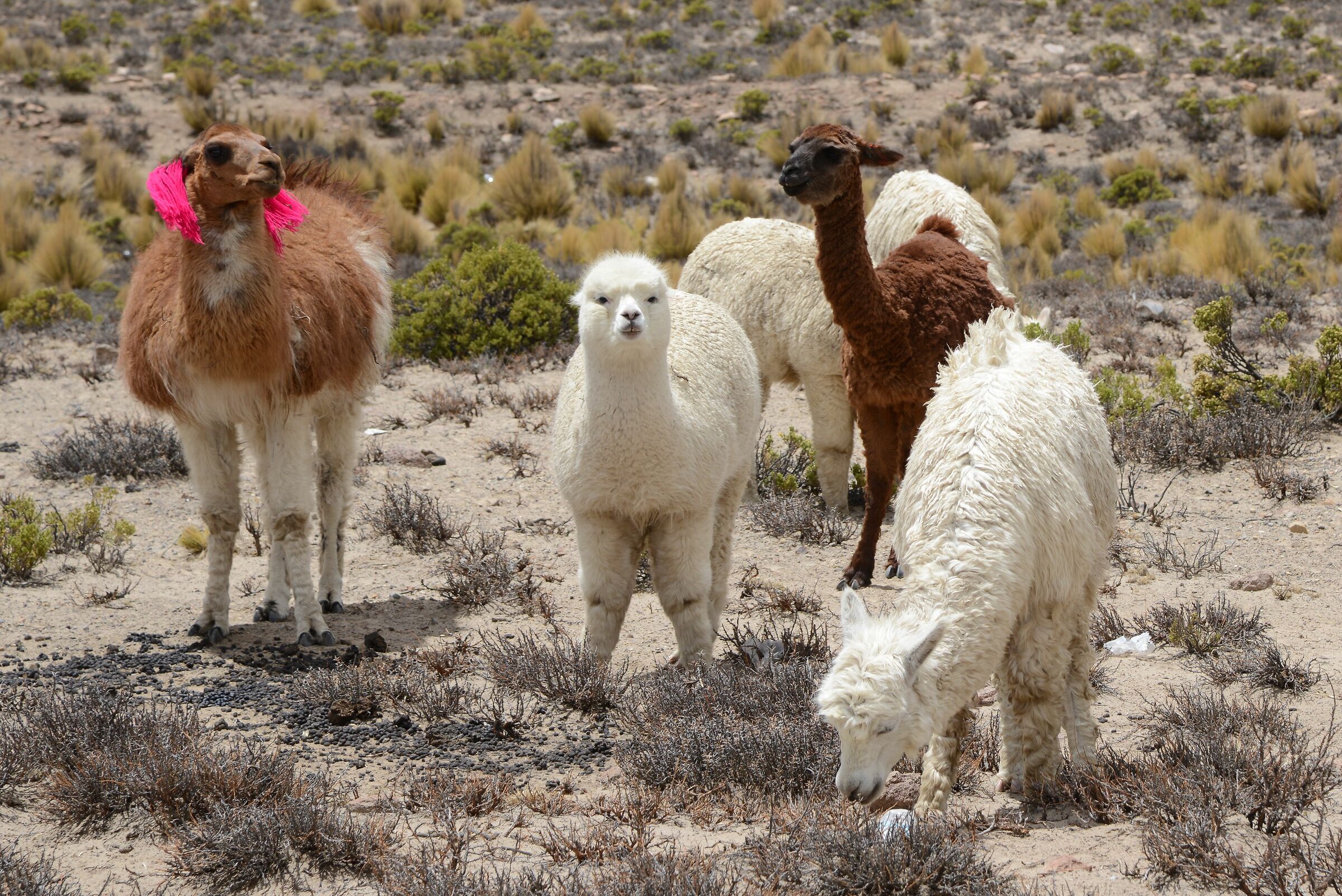 Andean encounters