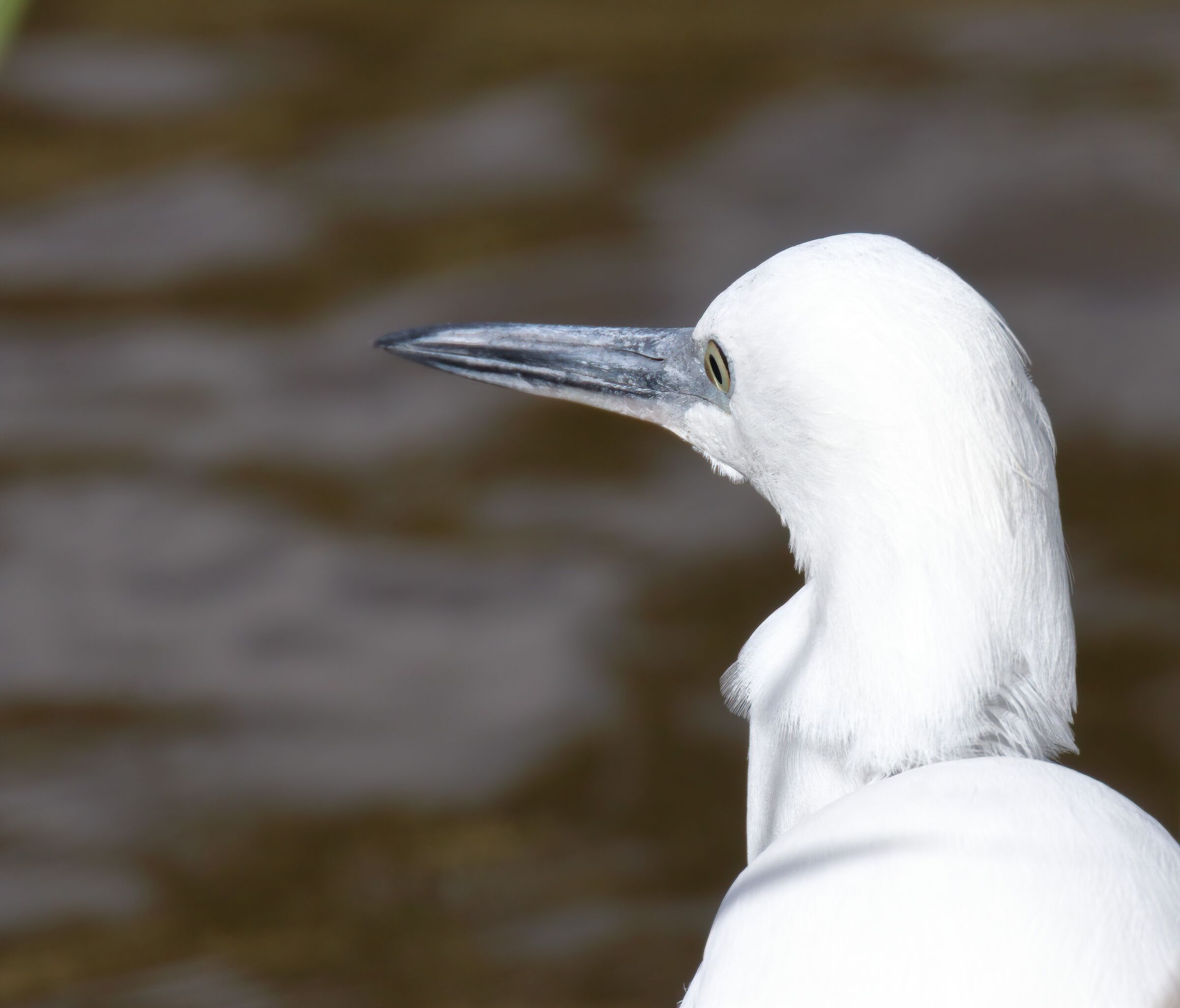 Piccolo egret