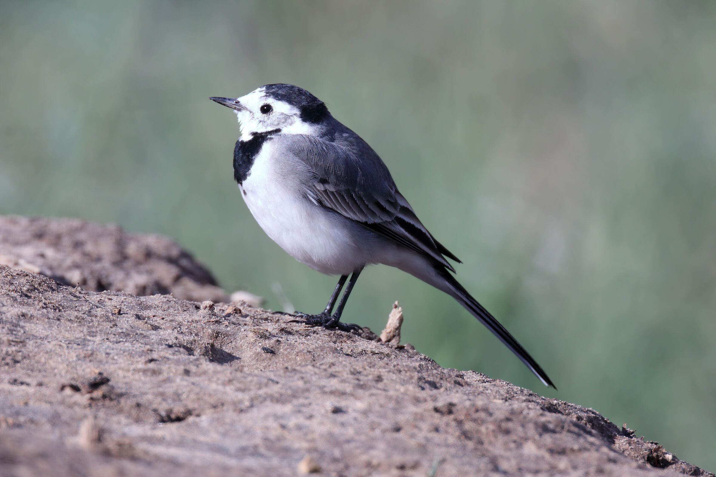 Wagtail bianco