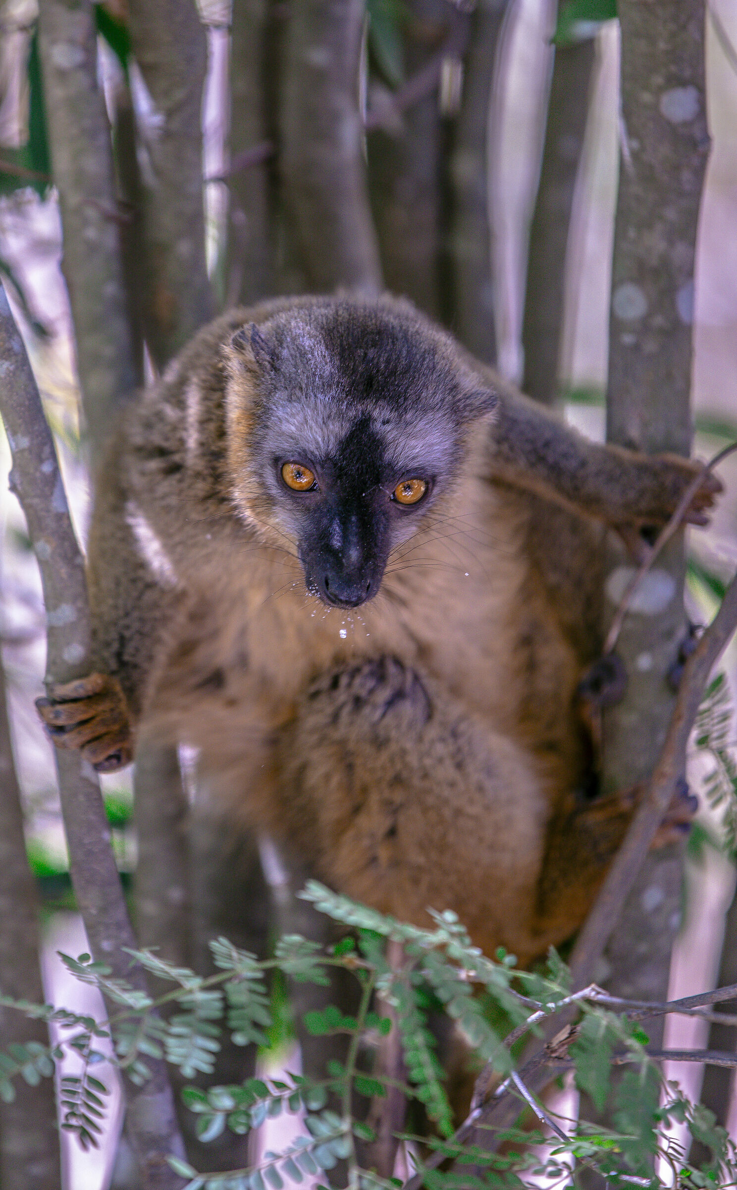BROWN LEMUR, RANOMAFANA MADAGASCAR