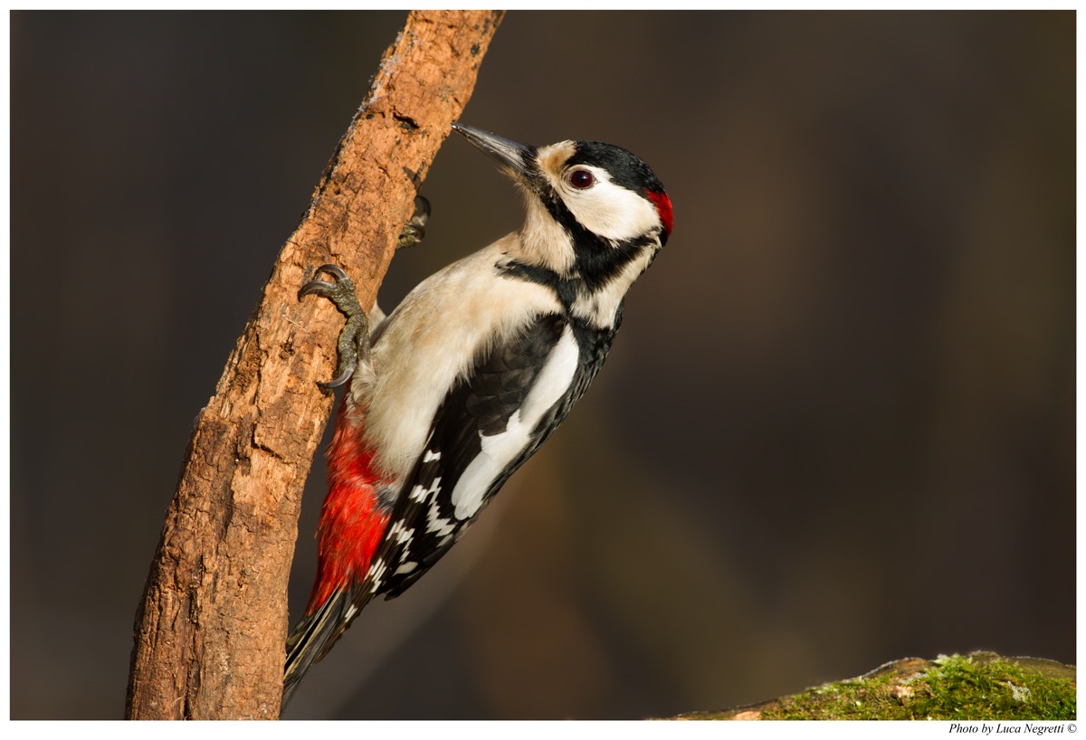Picchio Rosso Maggiore #1
