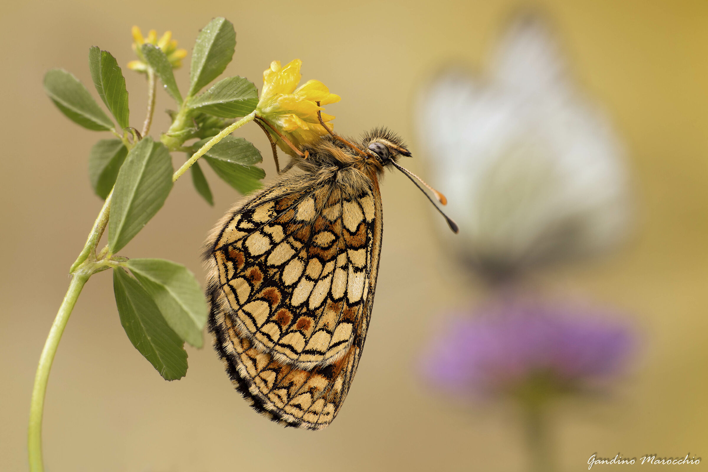 Melitaea Atalia & C