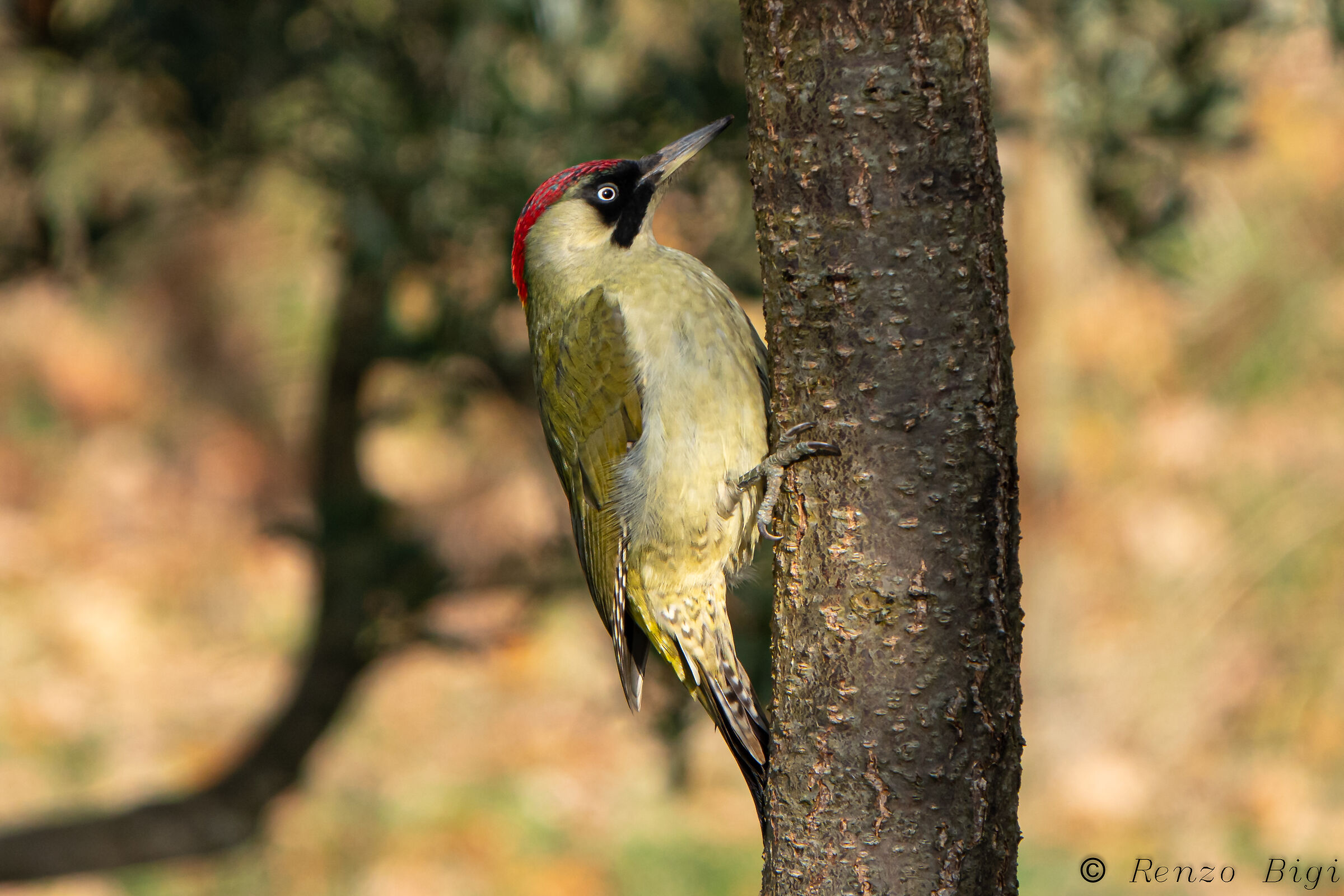 Green woodpecker